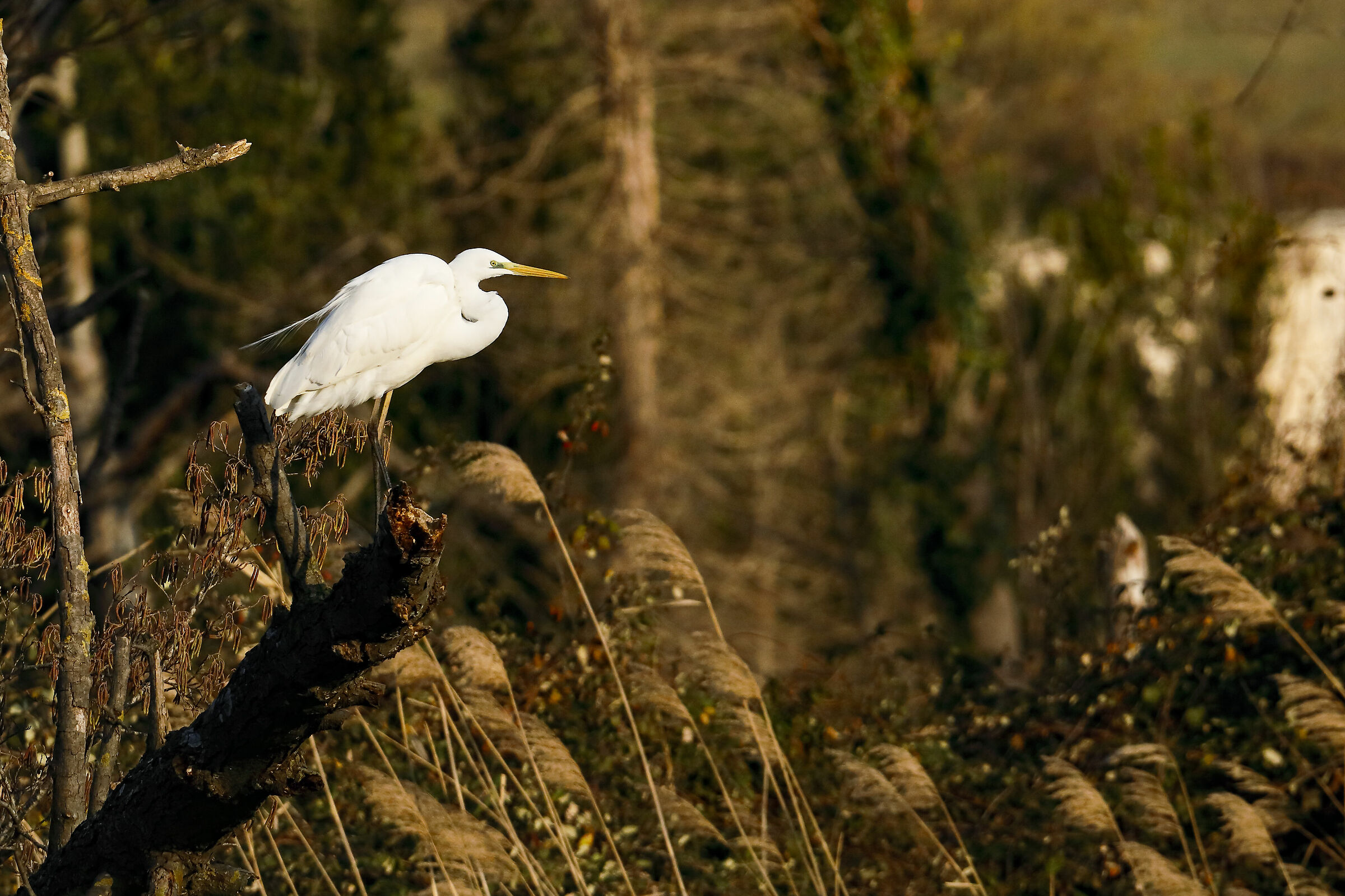Una pausa al sole di prima mattina