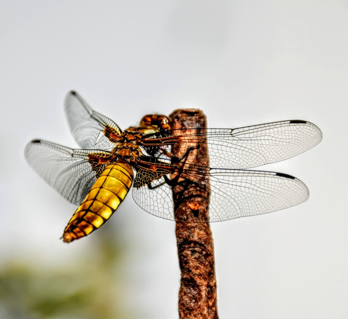 Dragonfly