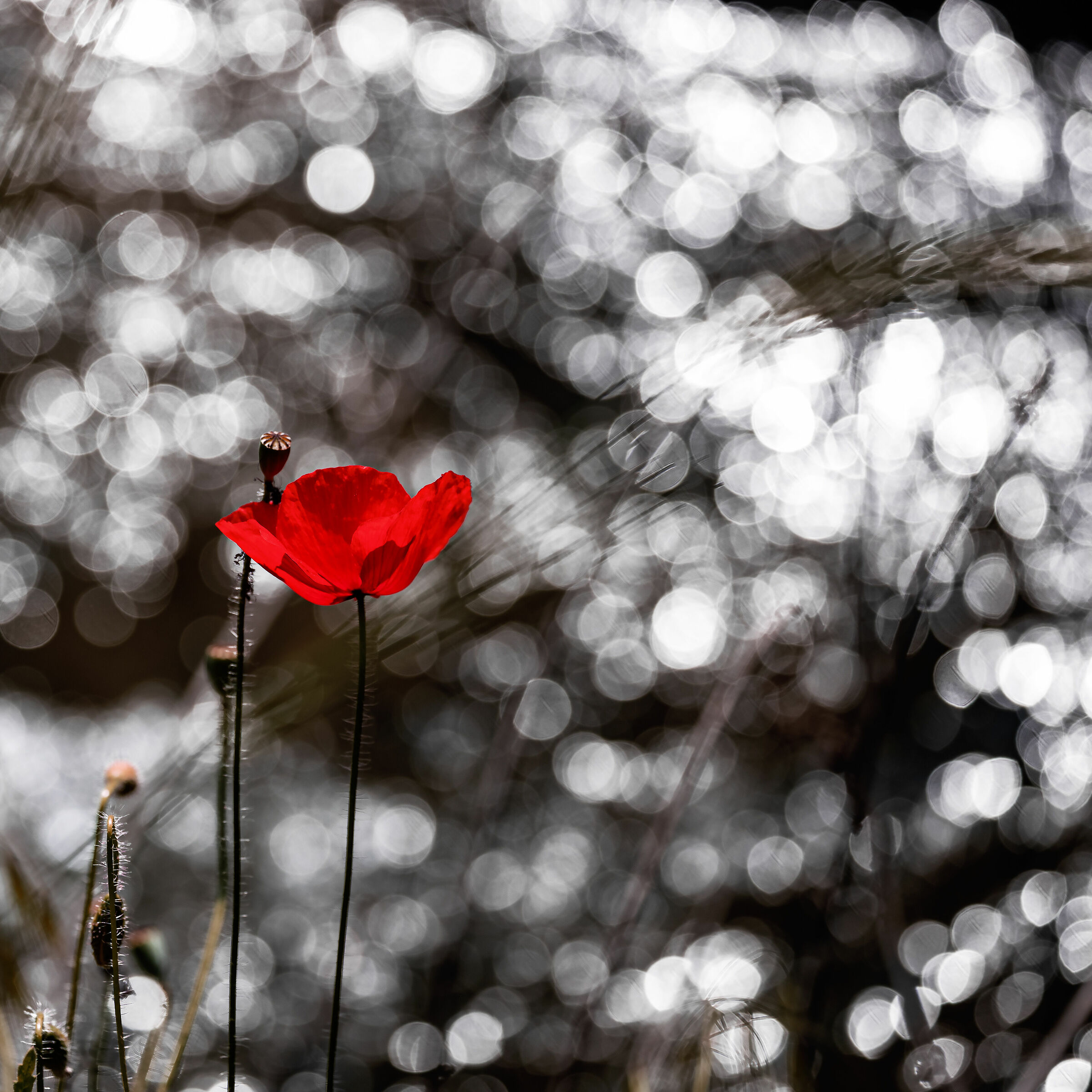 Papavero senza papere