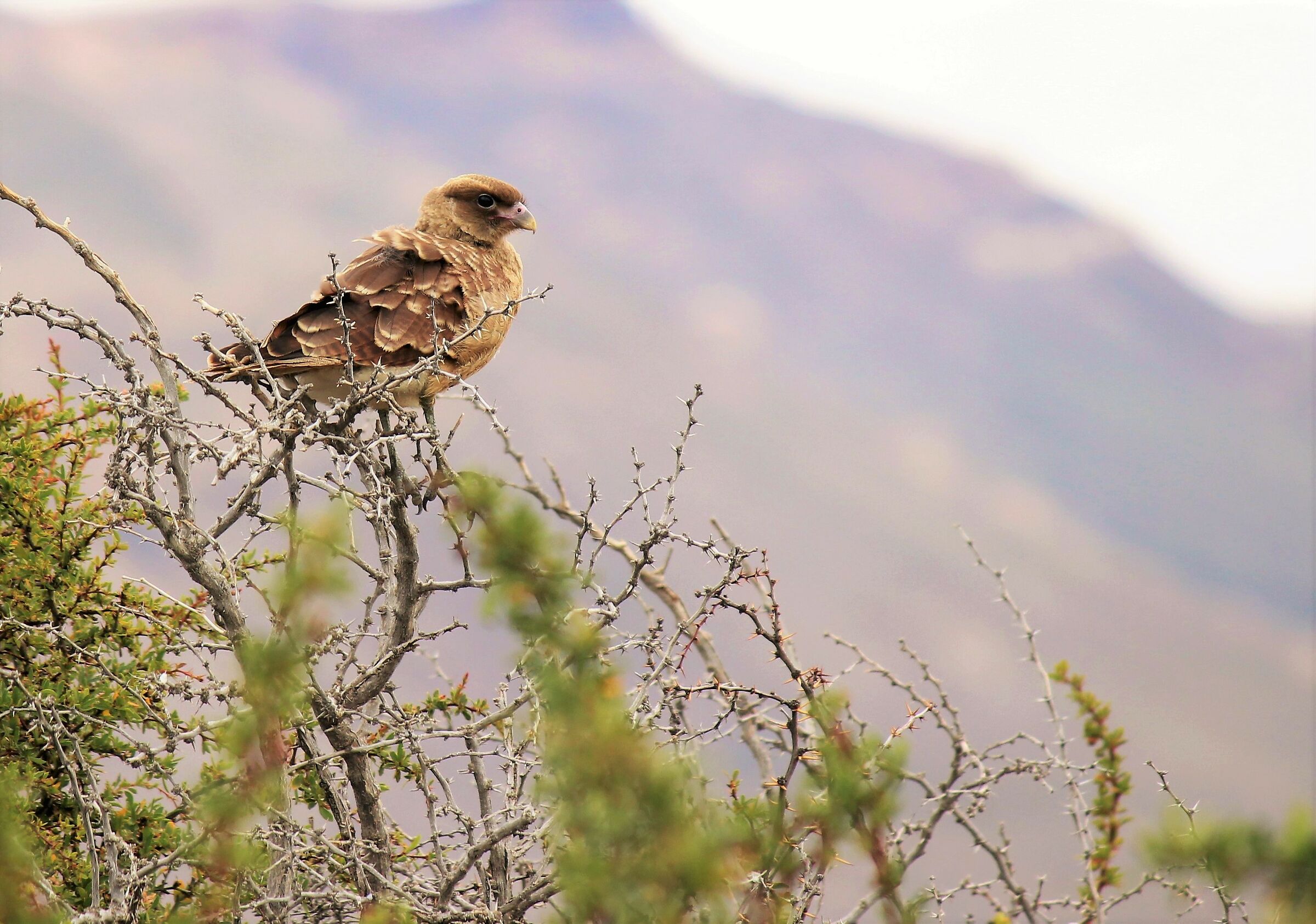 PATAGONIA (Chimango -Calafate-Cordillera)