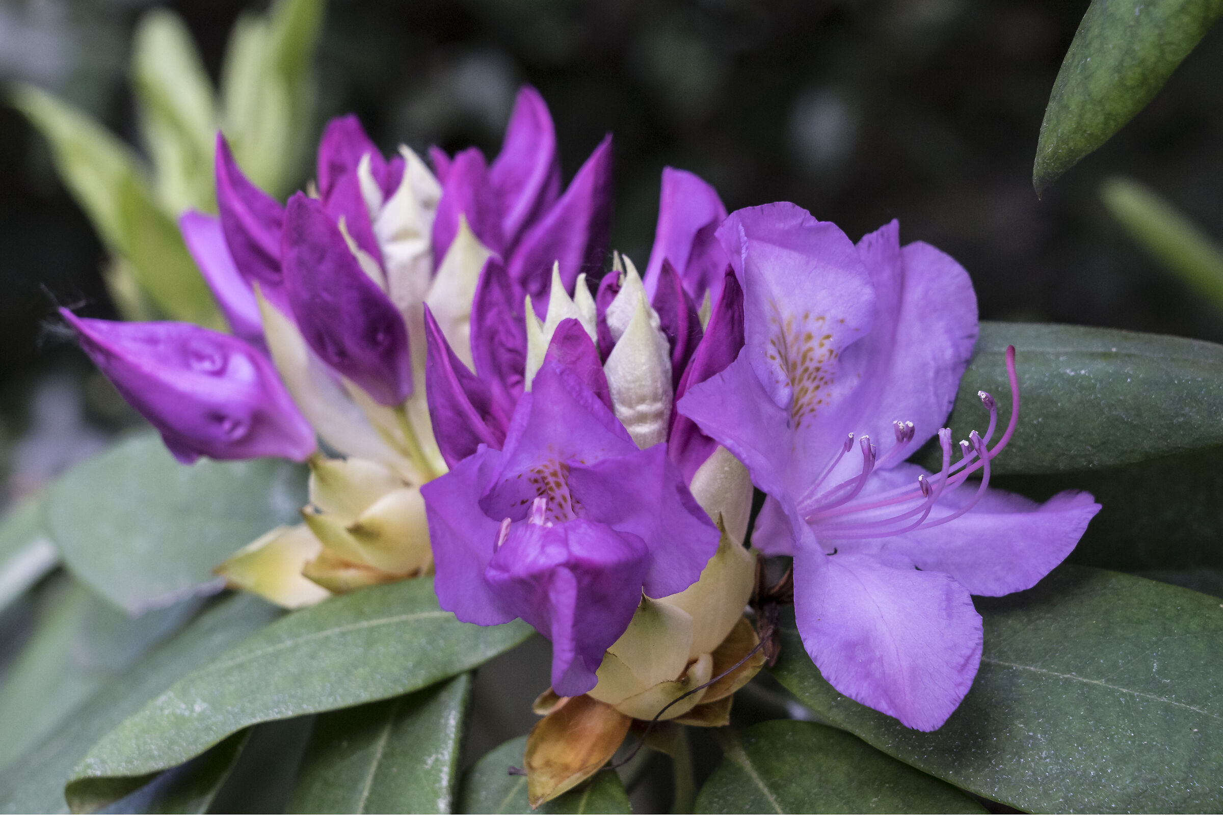 Rhododendrons - 29