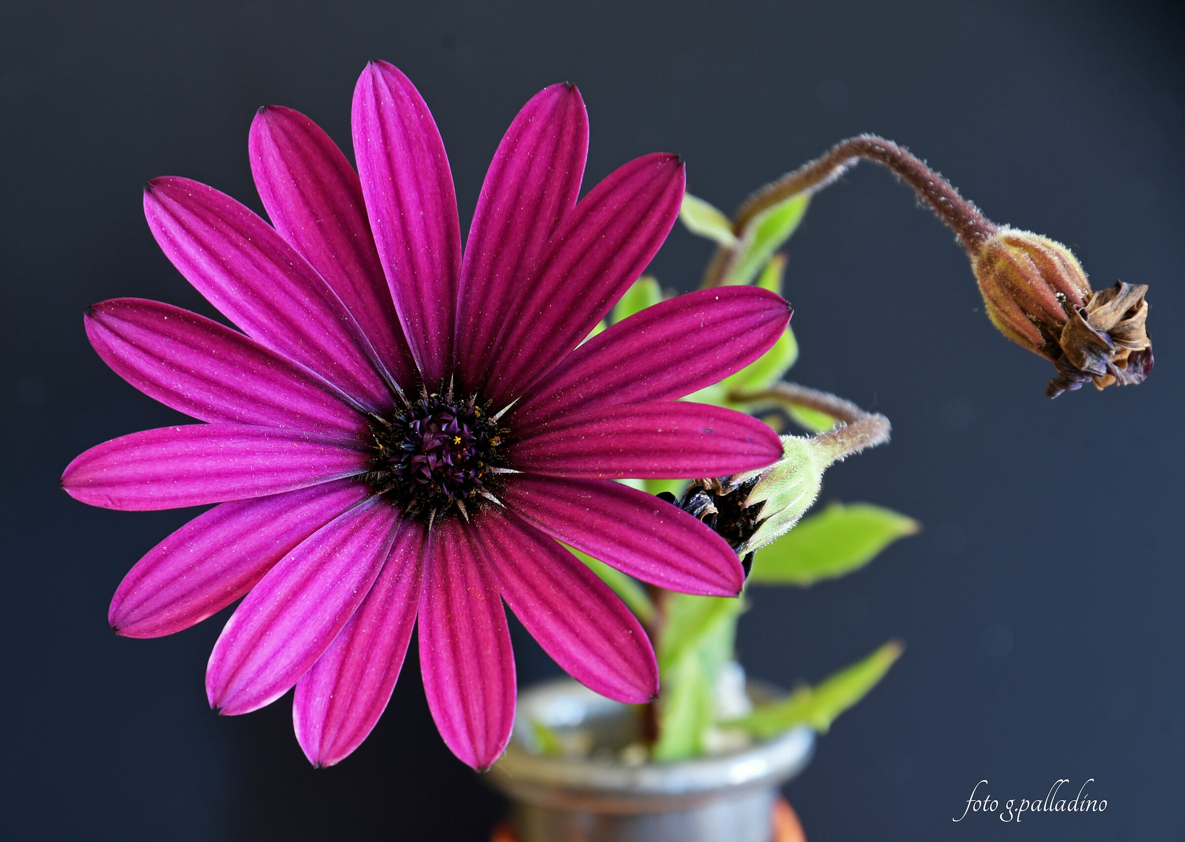 Osteospermum o Margherita africana.