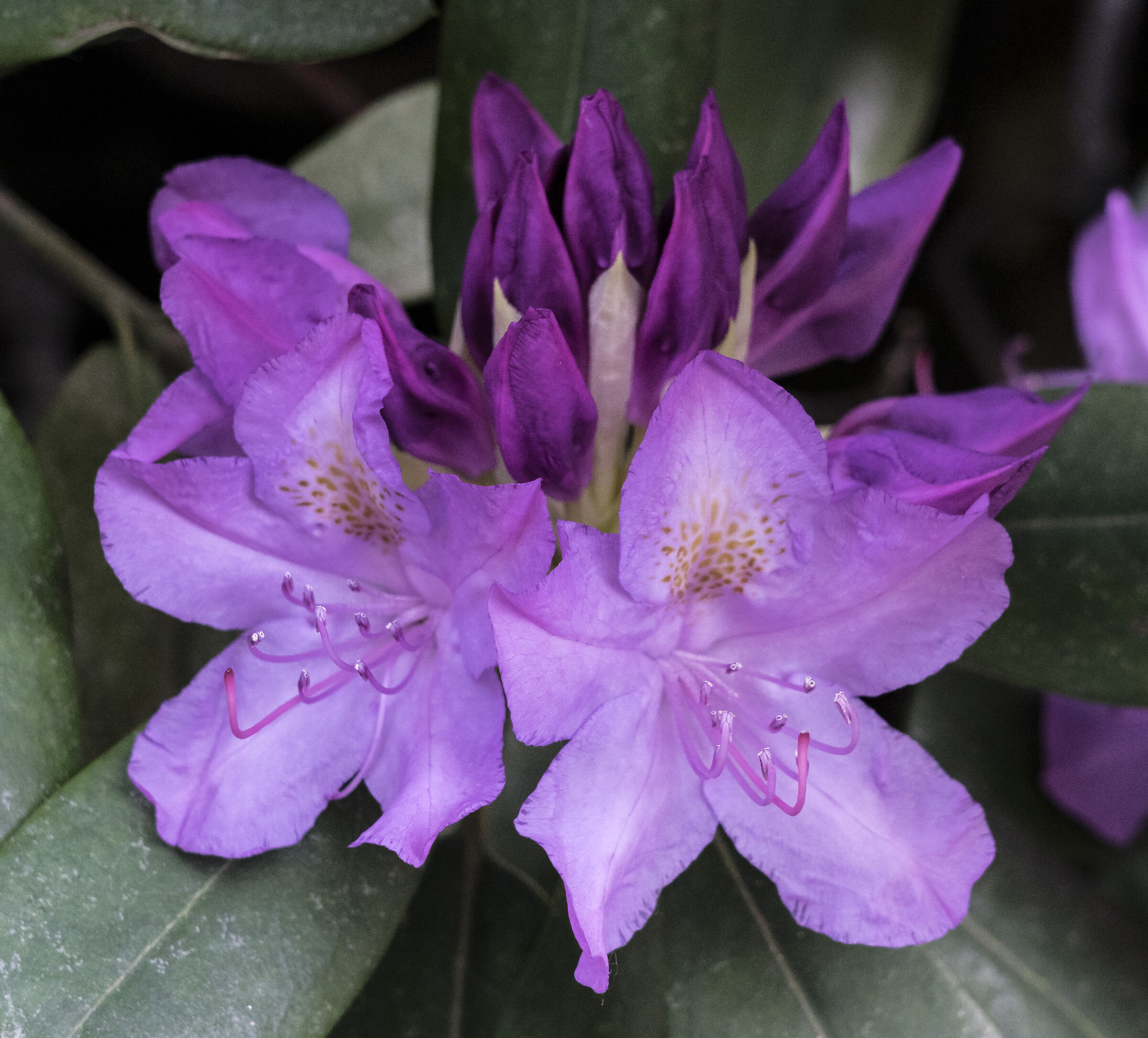Rhododendrons - 30