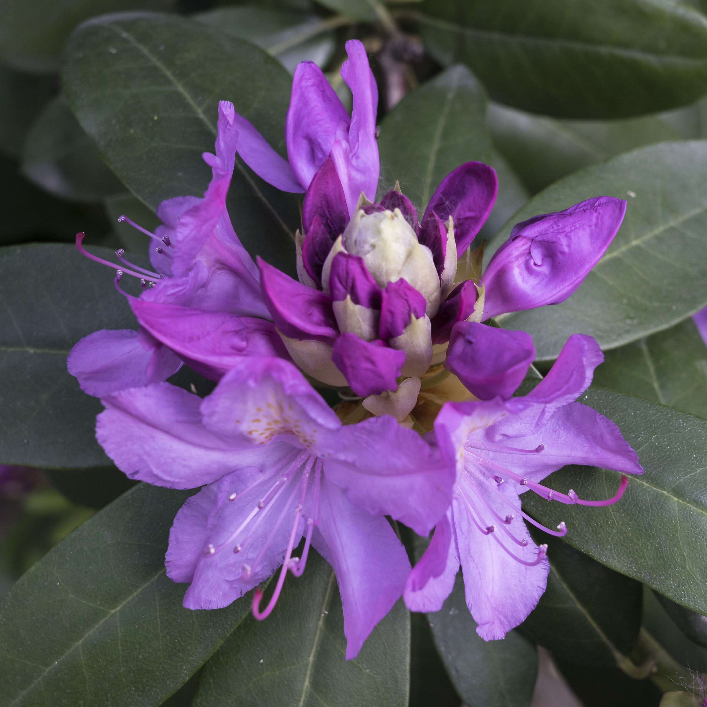 Rhododendron Catawbiense - 31