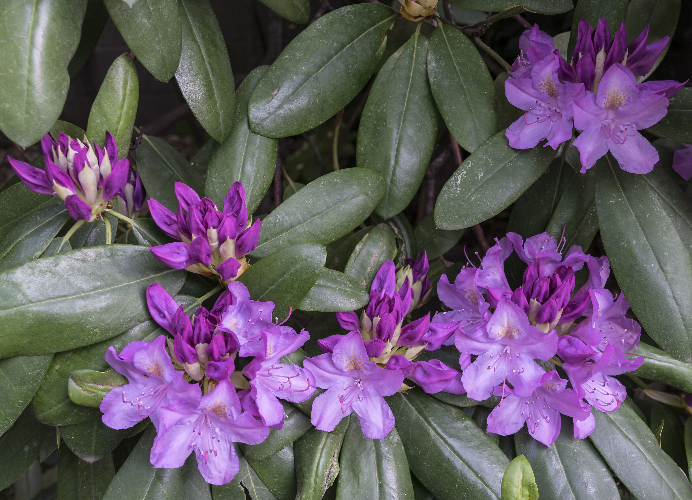 Rhododendron Catawbiense - 33