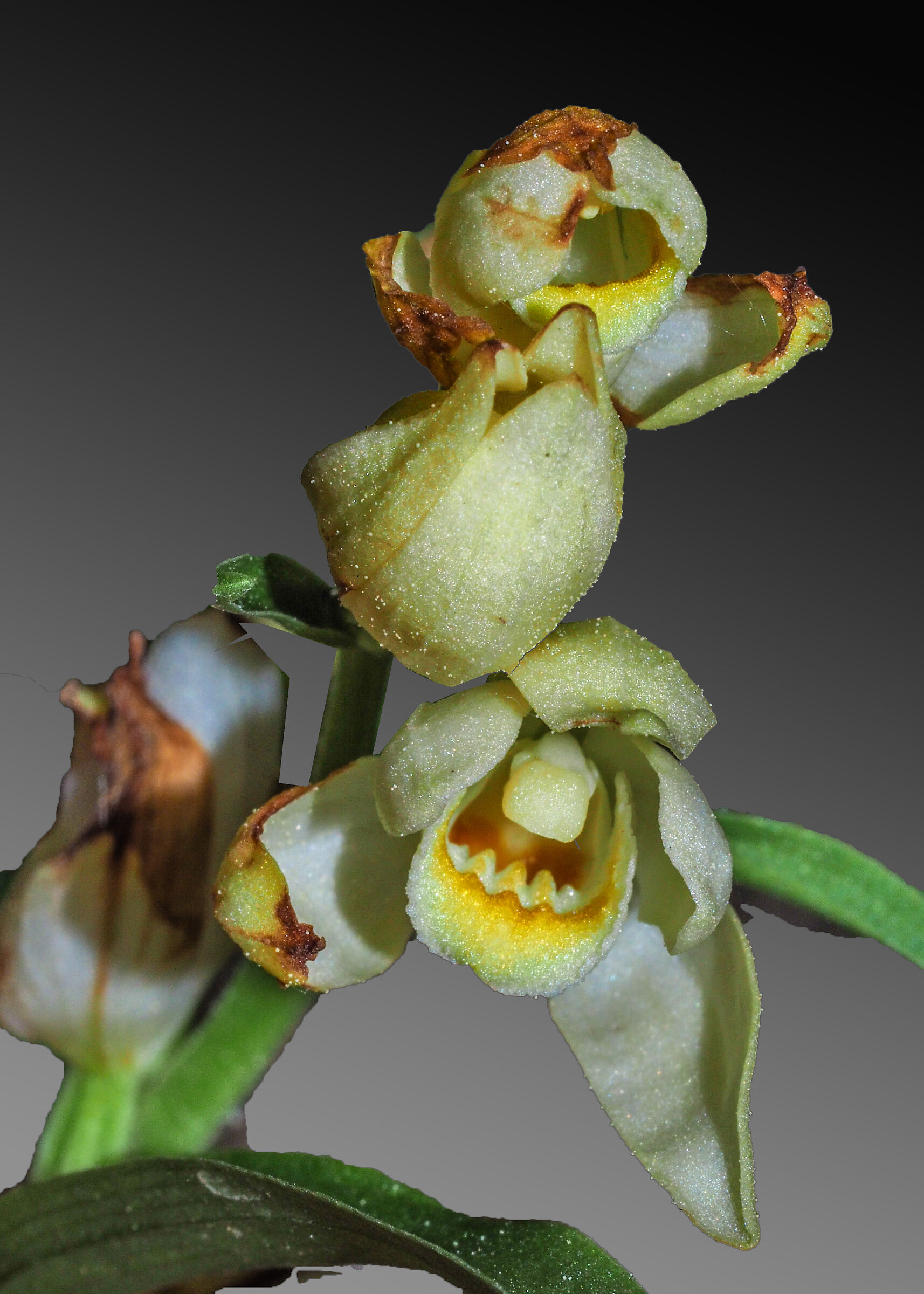 Cephalanthera damasonium (pallida)