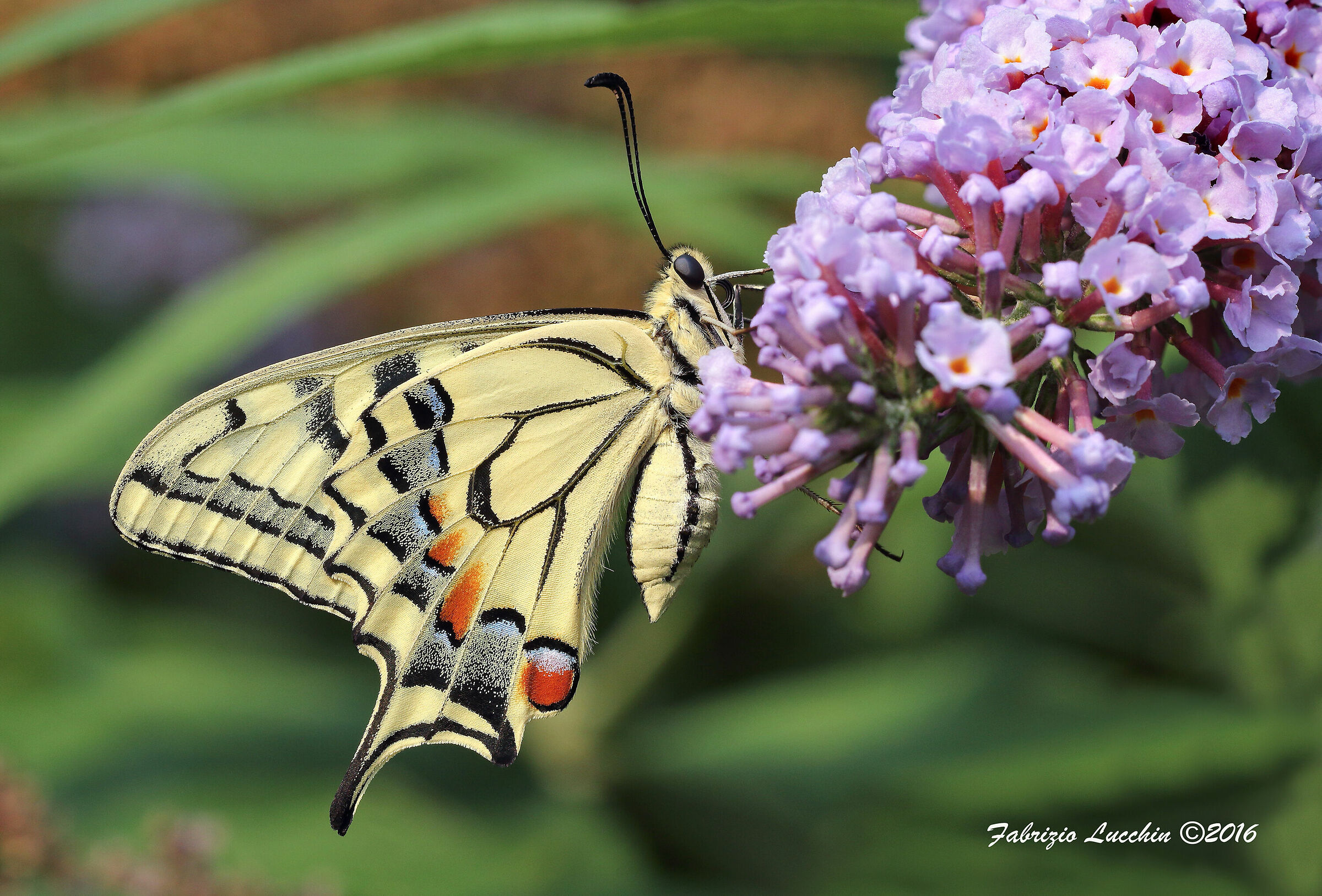 Papilio machaon