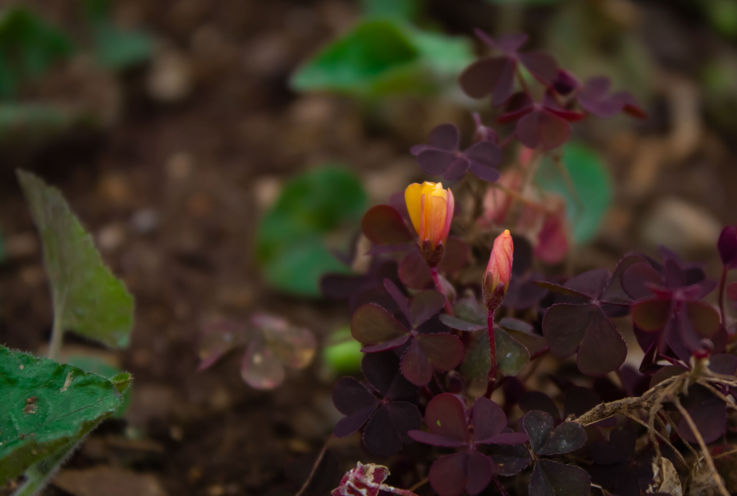 ISO 200, 55mm, f/5.6, 1/250sec