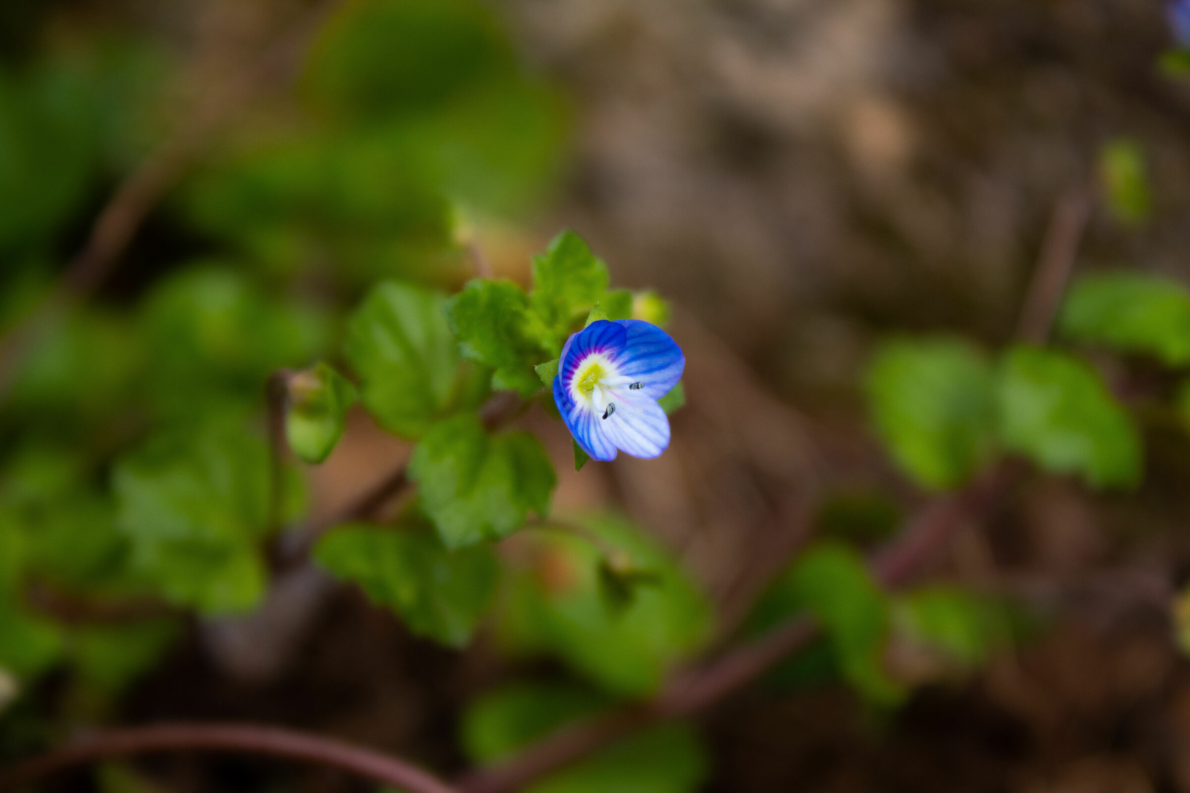 ISO 200, 55mm, f/5.6, 1/250 sec