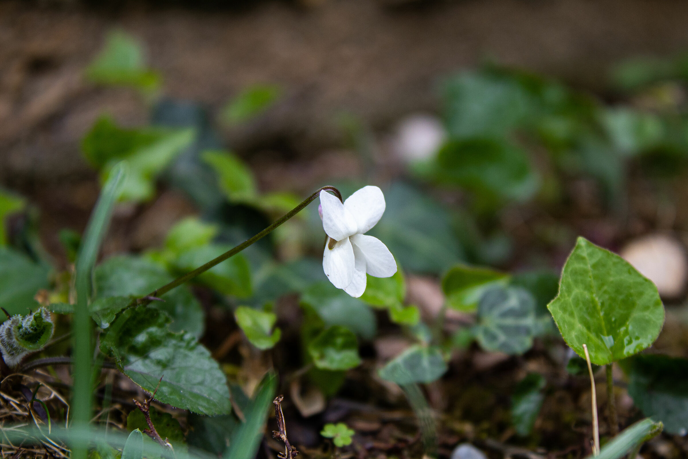 ISO 200, 55mm, f/5.6, 1/250 sec