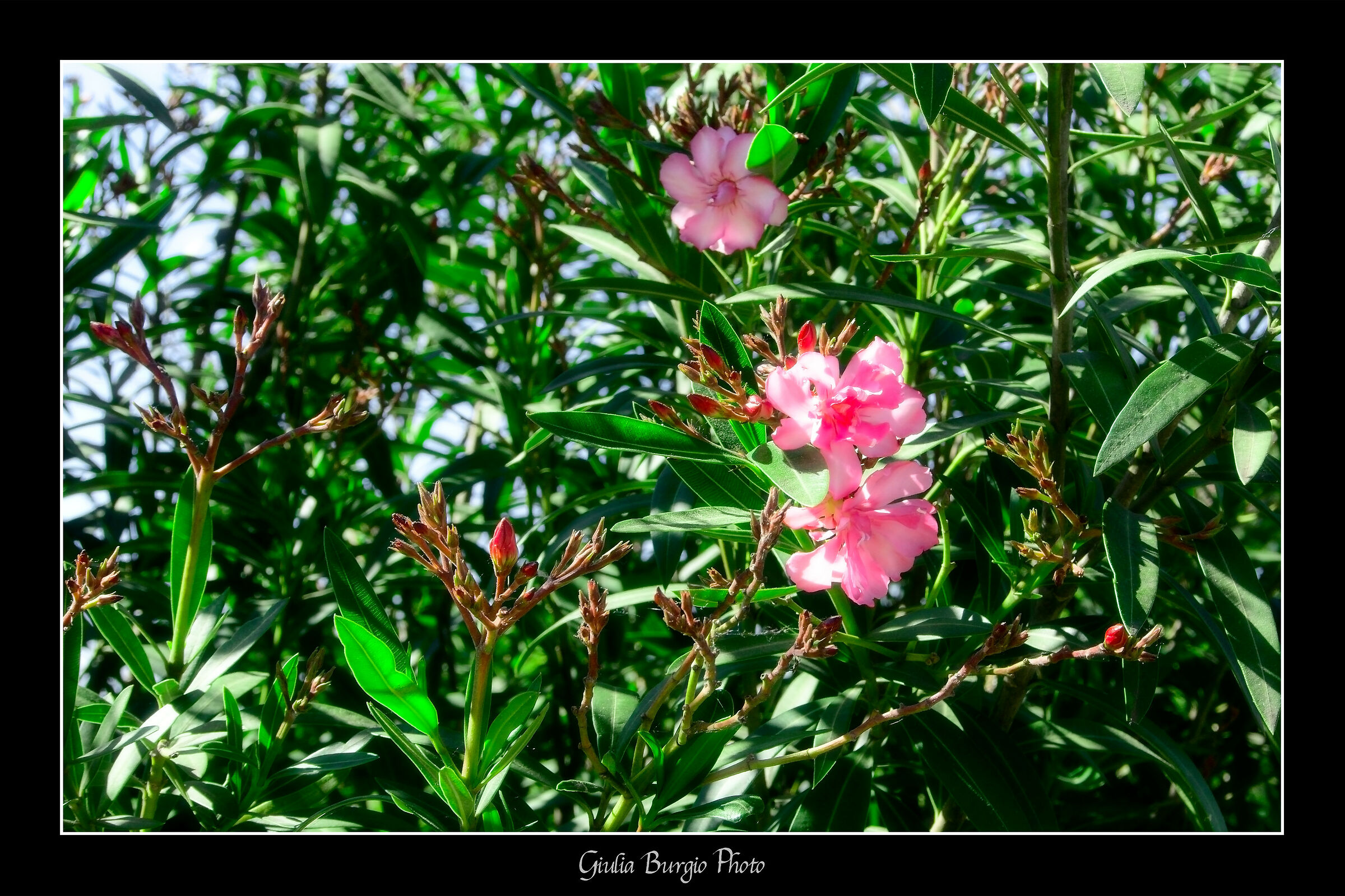 Il fiore di Giulia
