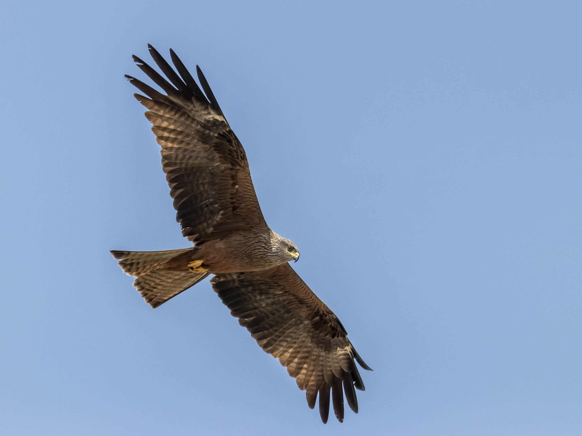 Brown kite
