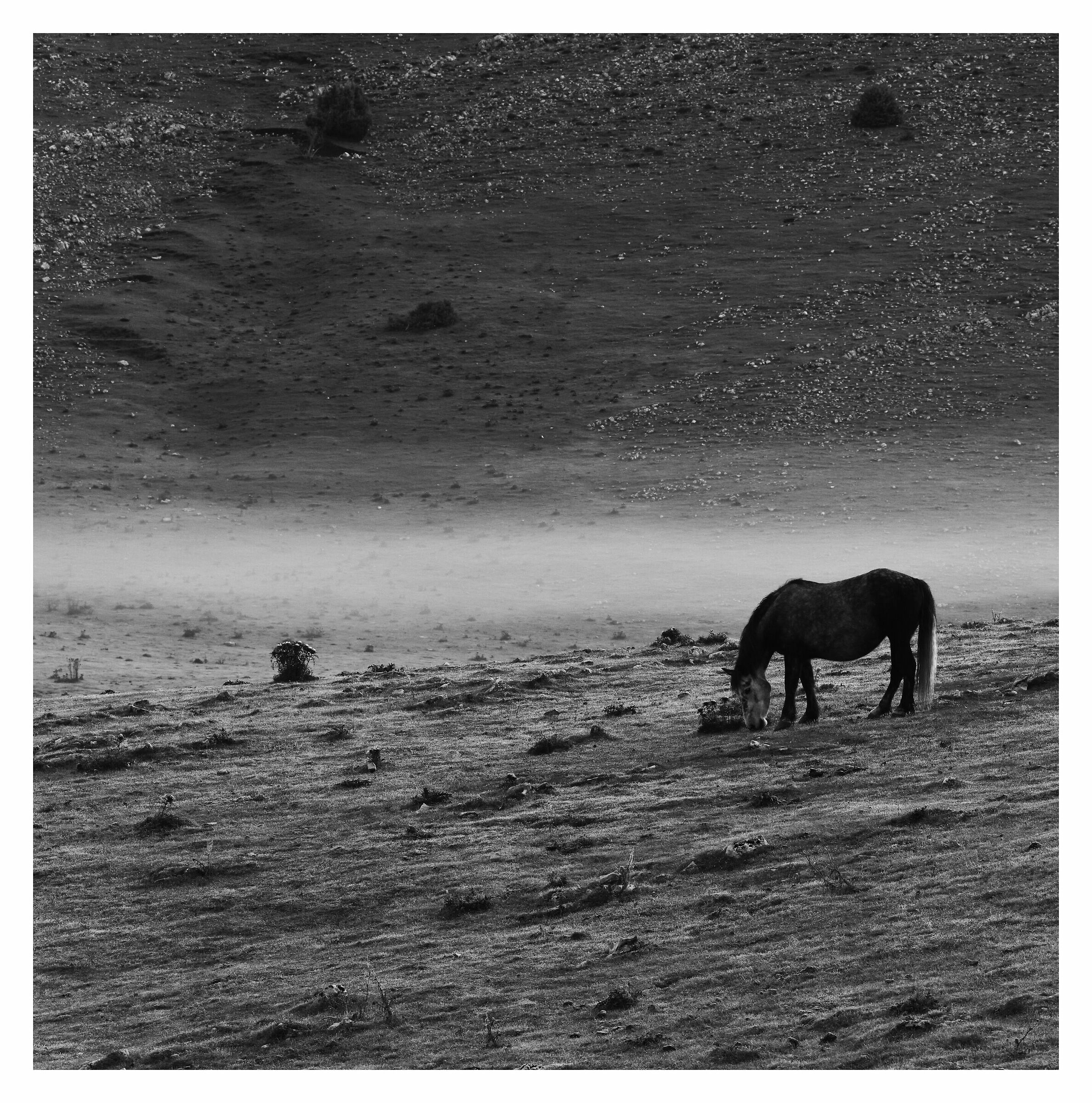 Lonely Horse