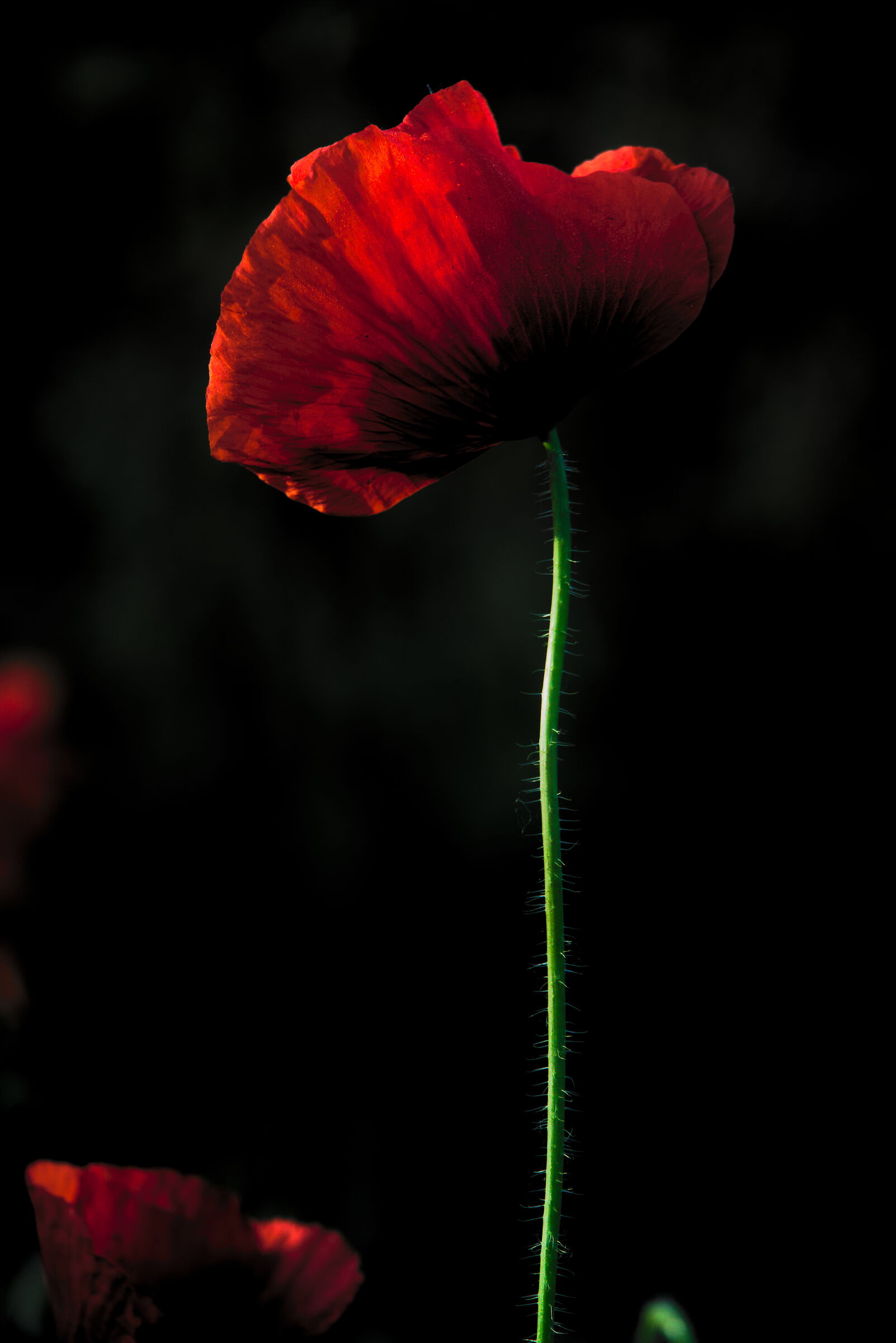 La danzatrice di maggio