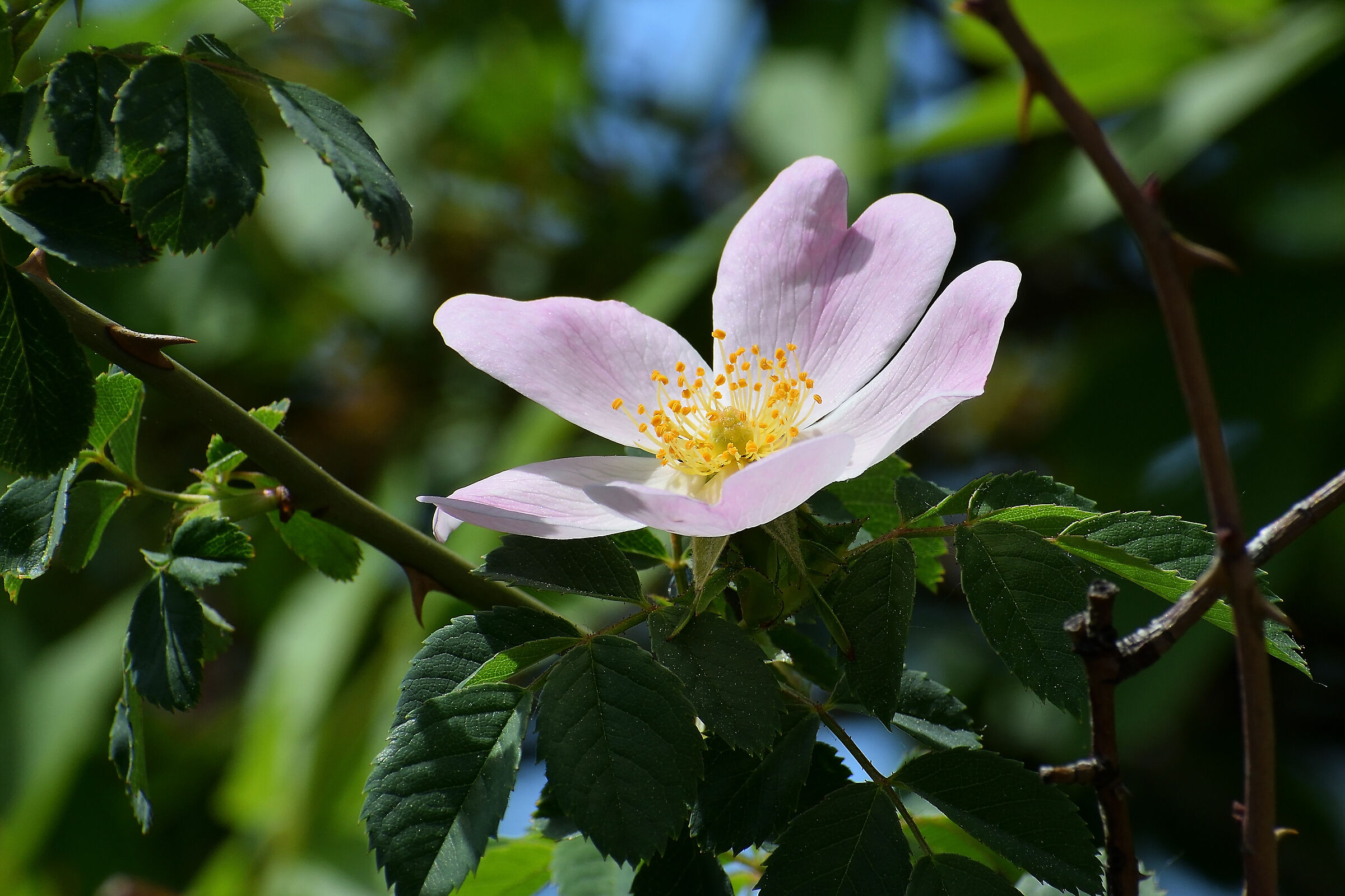 Fiore di Rosa canina