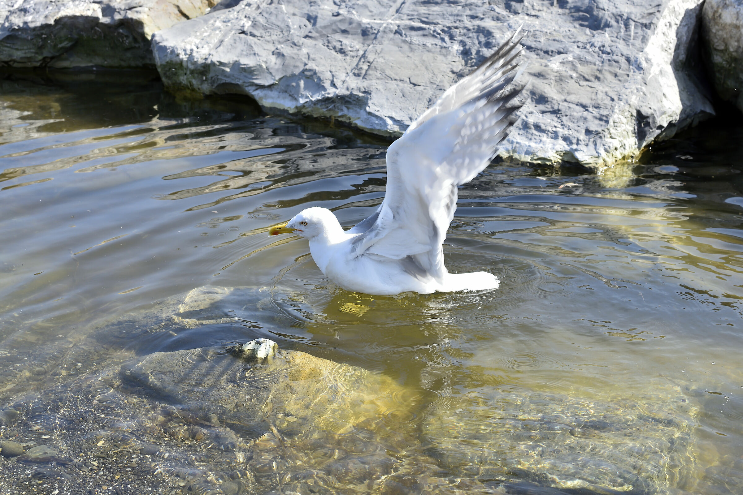 Seagull takes a bath