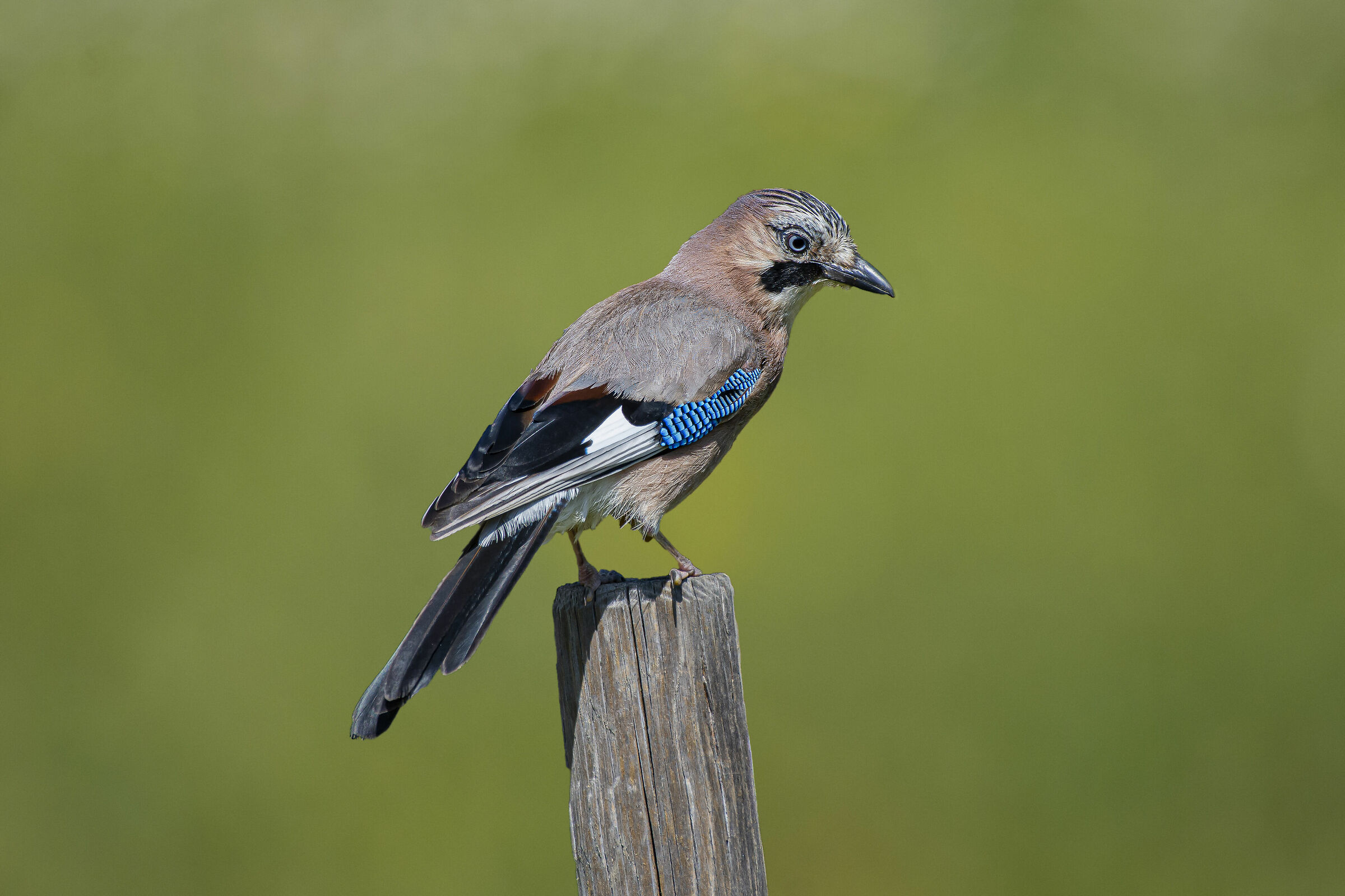 Ghiandaia (Garrulus glandarius)