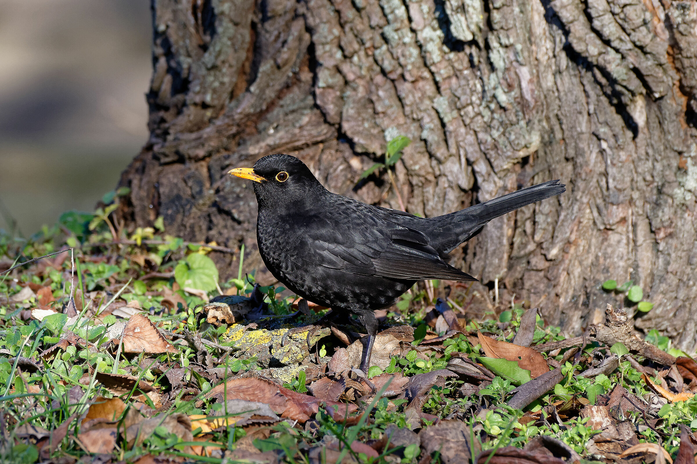 Merlo (Turdus merula)
