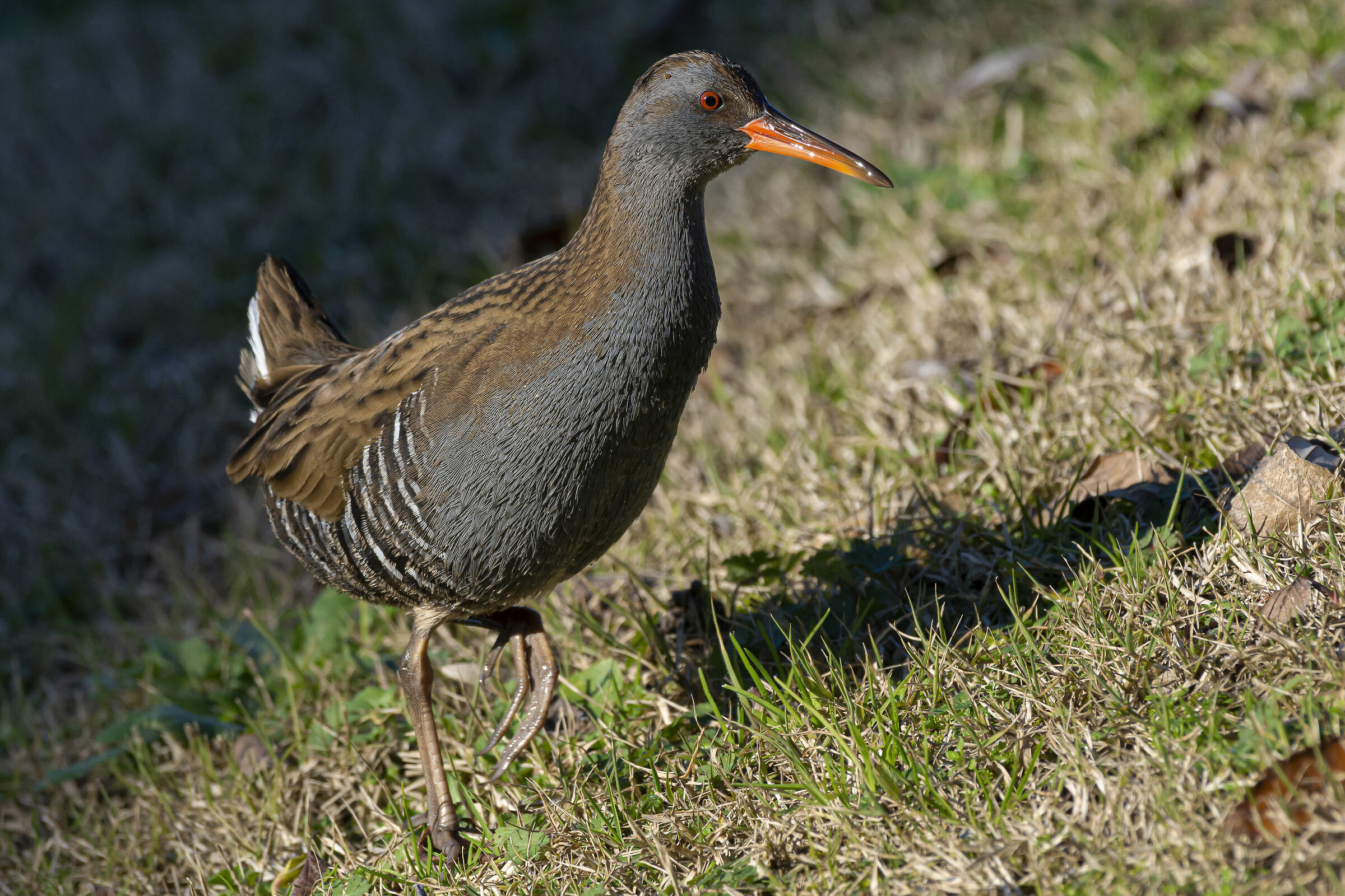Porciglione (Rallus aquaticus)