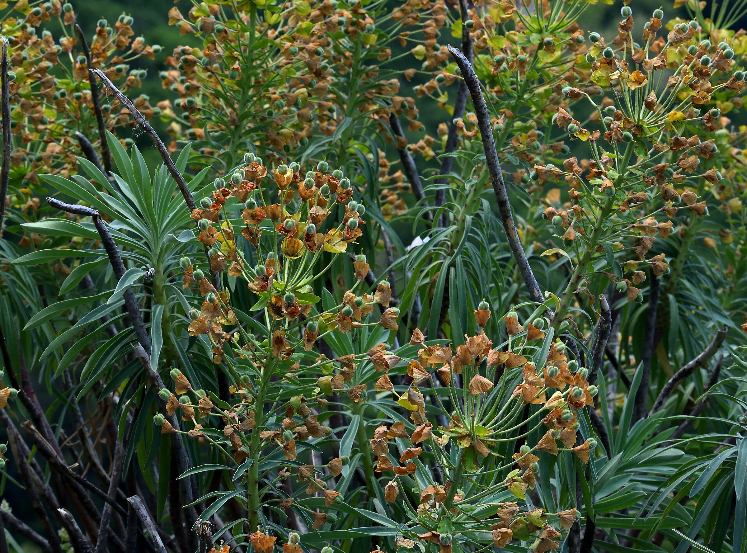 Berries