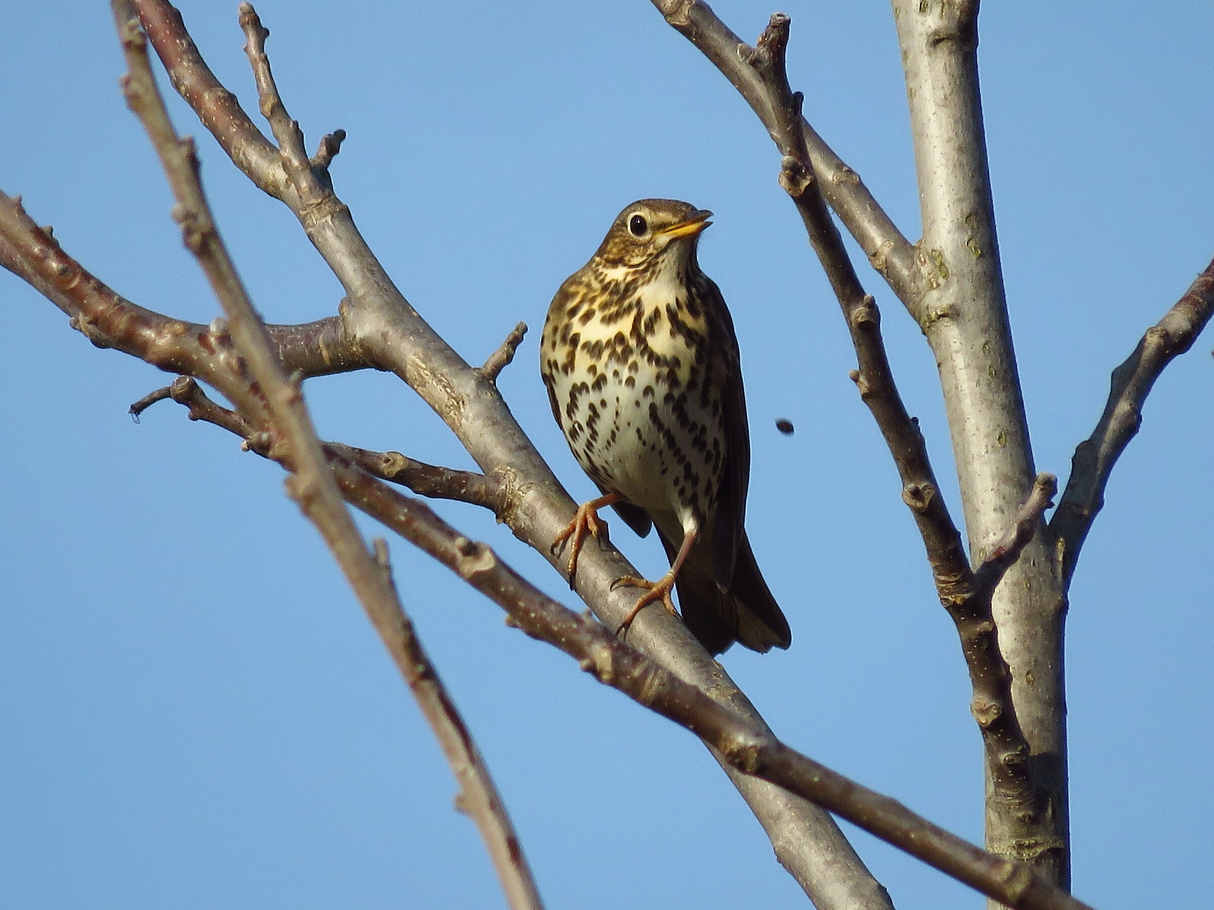 Tordo Bottaccio sputa l'osso