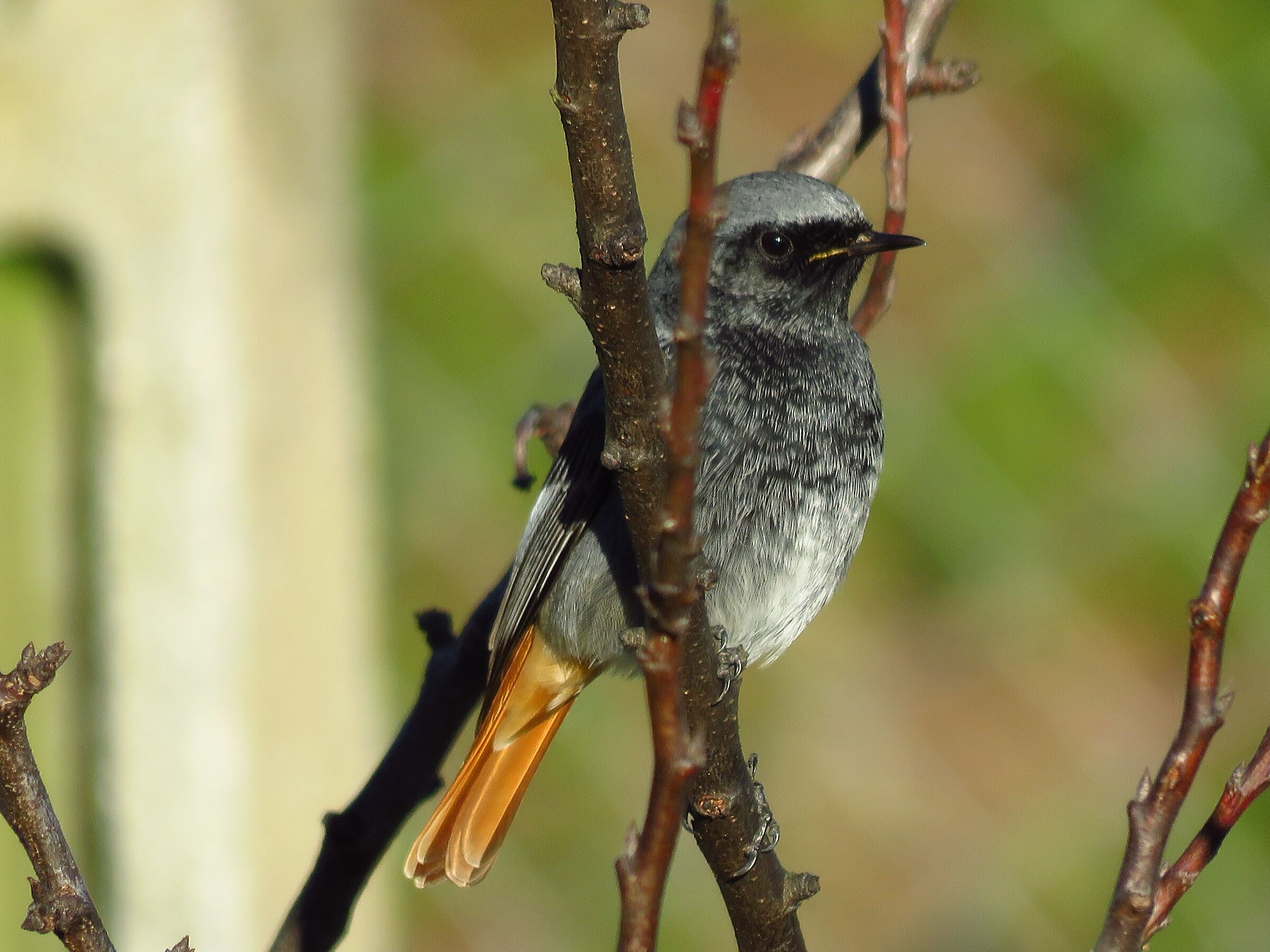 Codirosso Spazzacamino