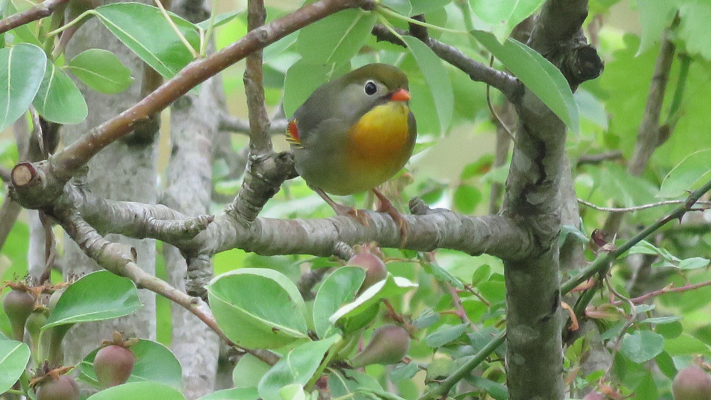 Usignolo del Giappone