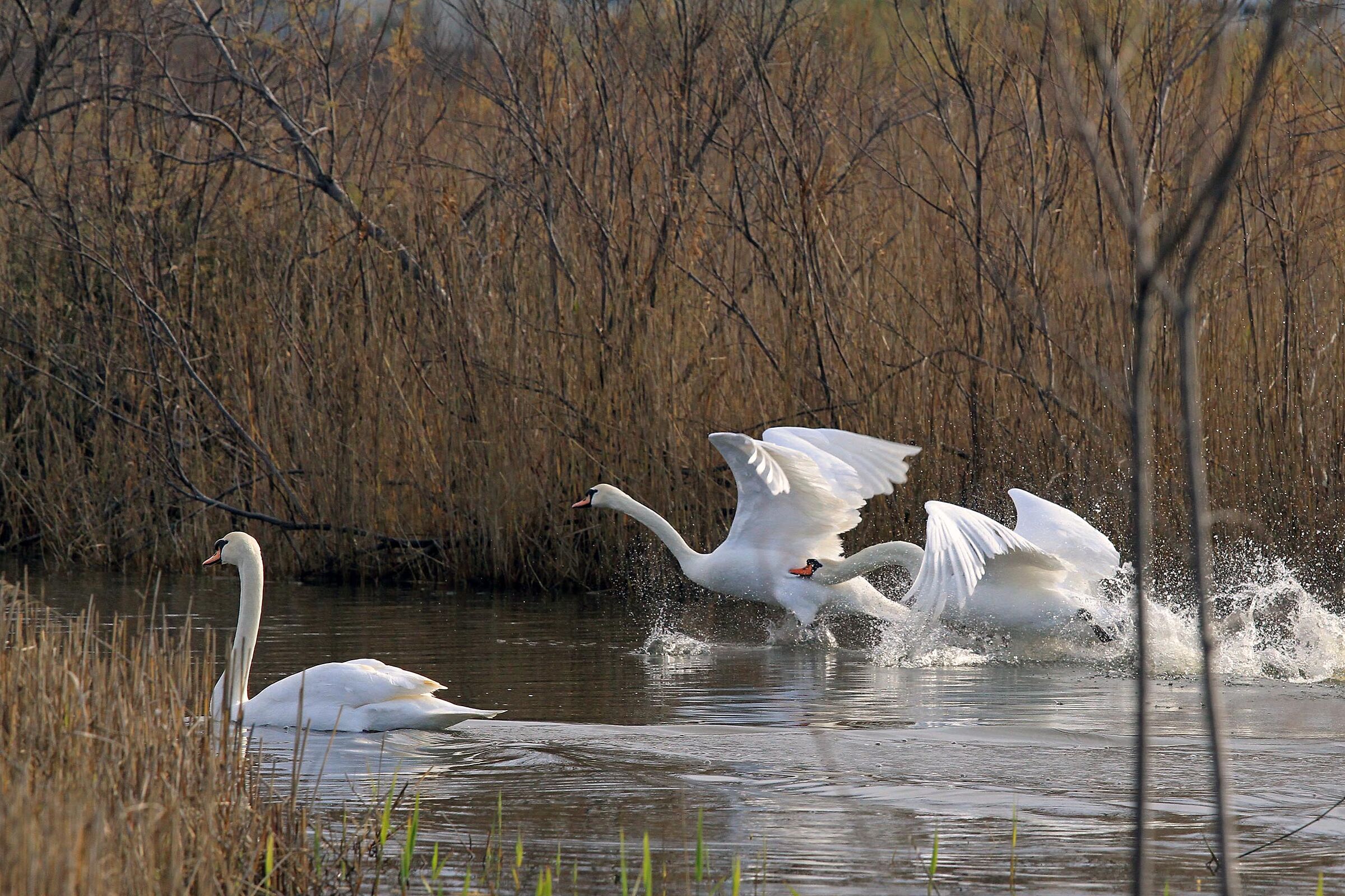 royal swan