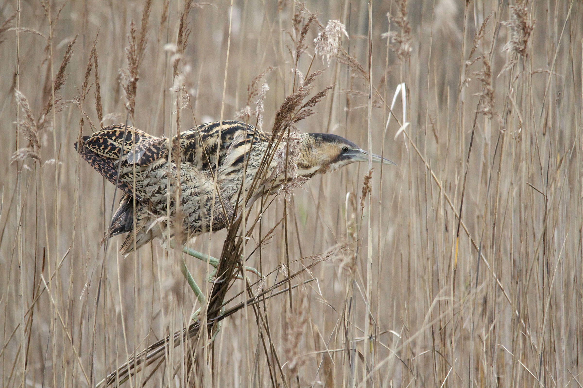Bittern