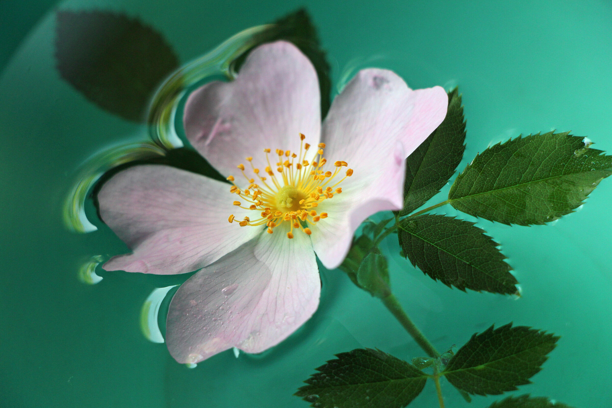 rosa canina