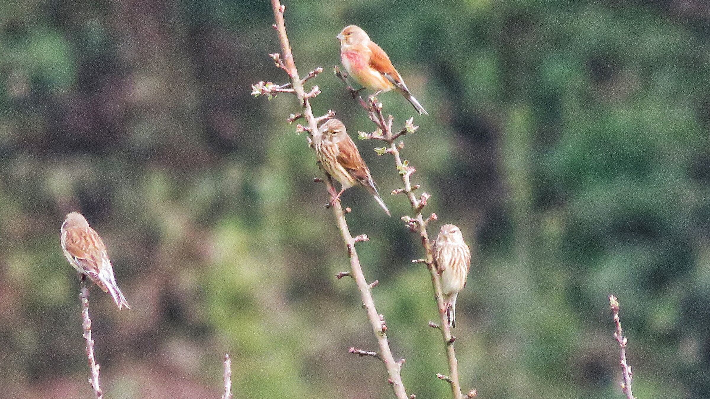 Fanelli in compagnia
