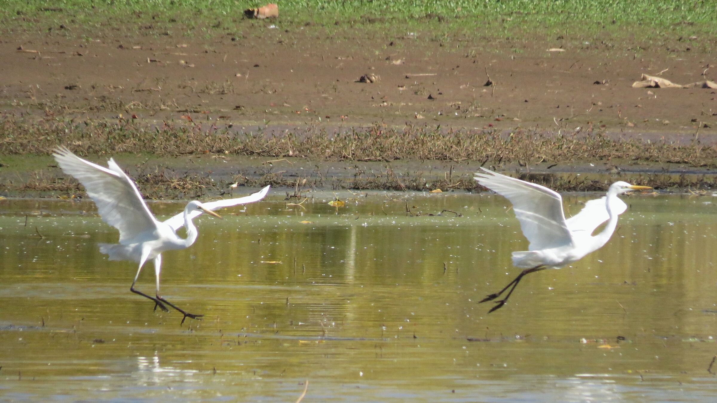 coppia di Airone Bianco