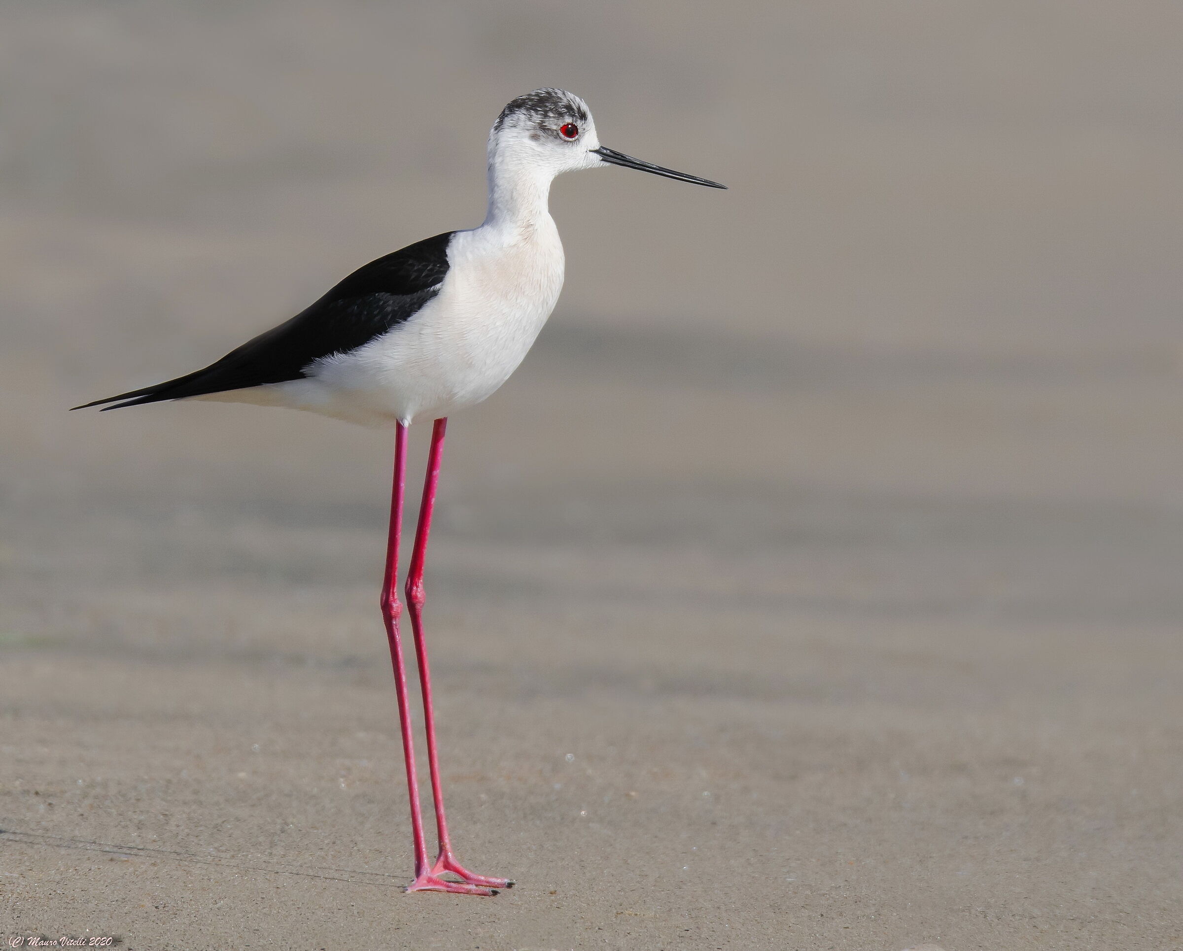 Knight of Italy (Himantopus himantopus)