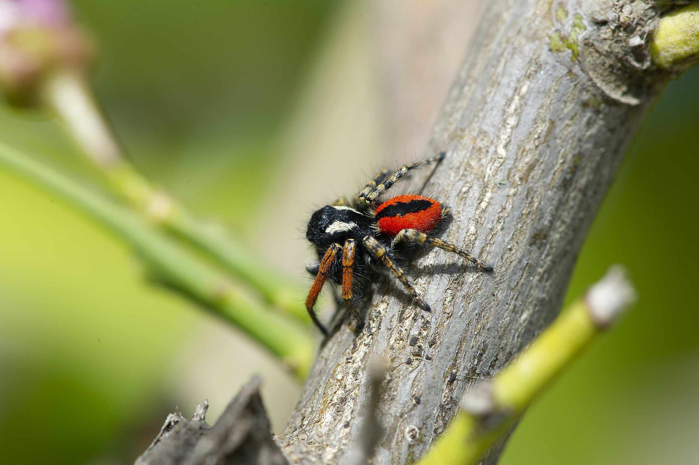 Small but what a show