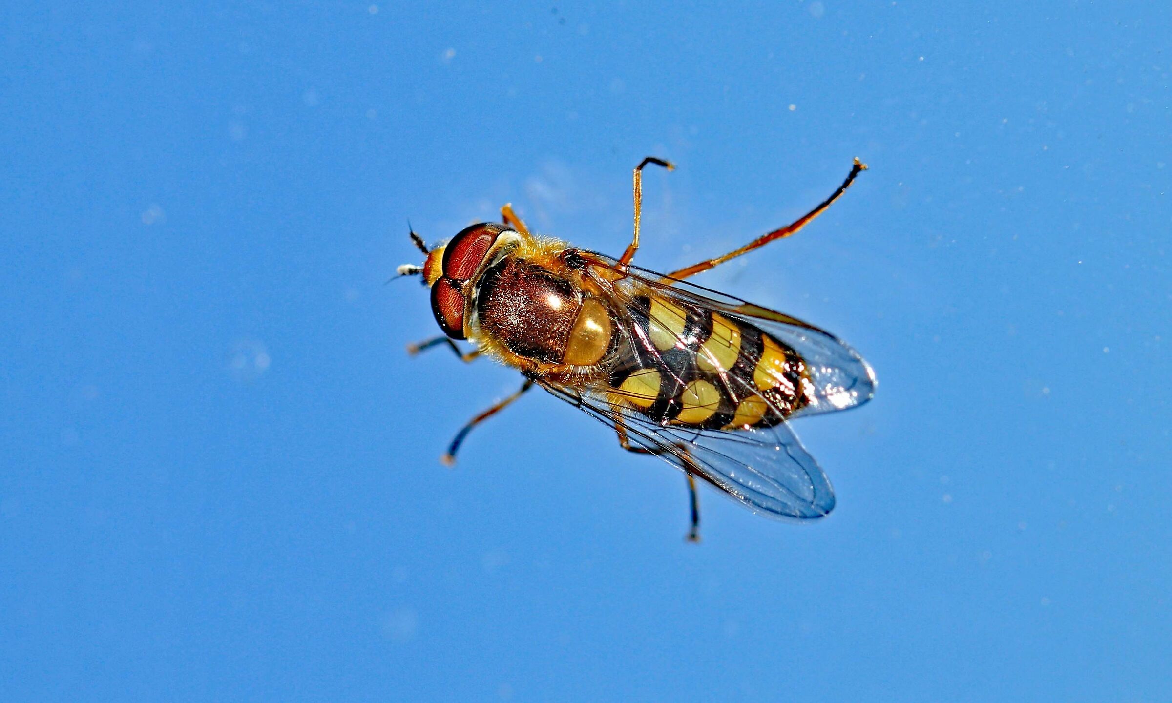 Mosca ape (Eupeodes corollae)