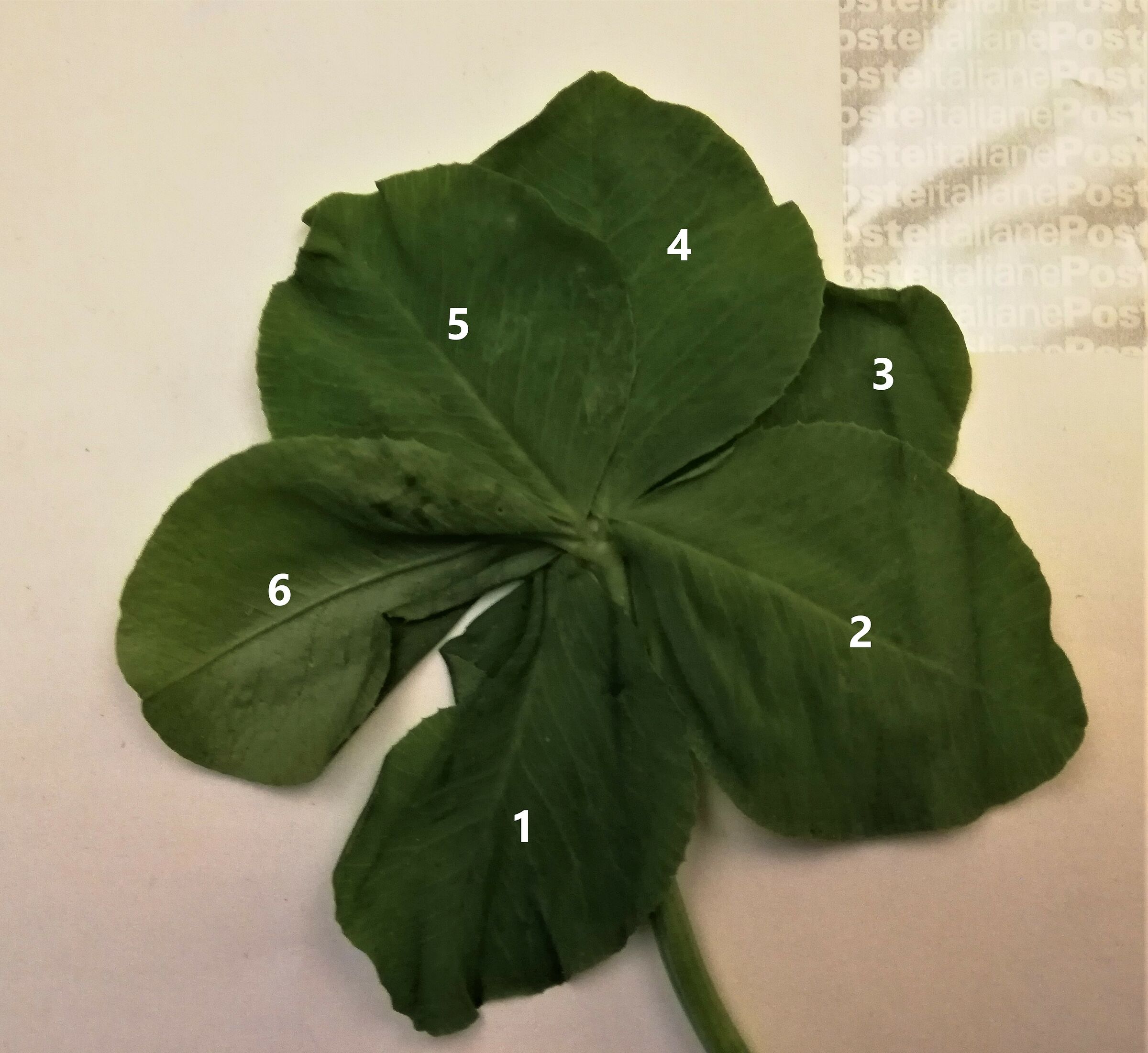 Today I feel lucky...