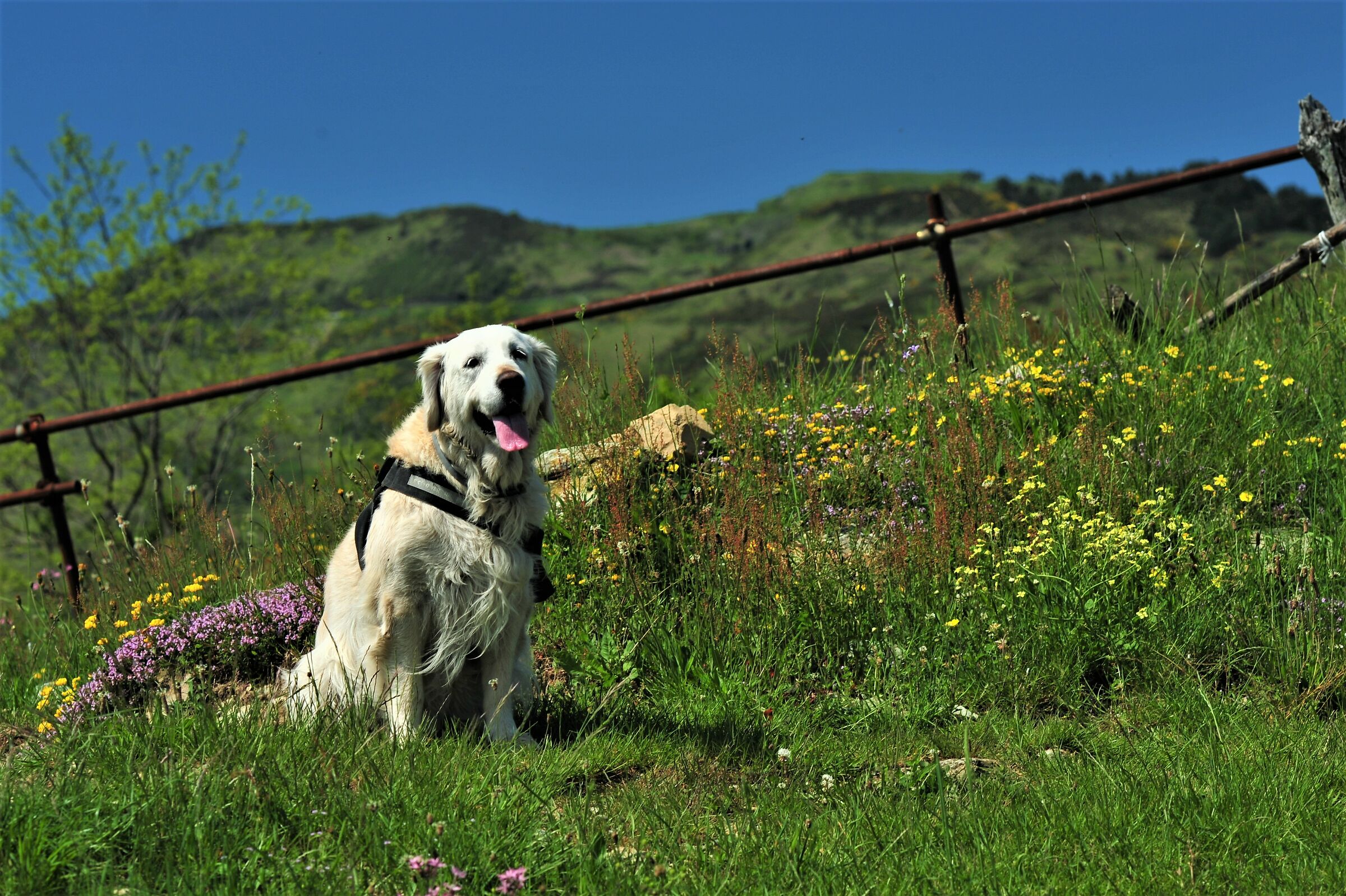 Peggyna rediscovers the meadows...