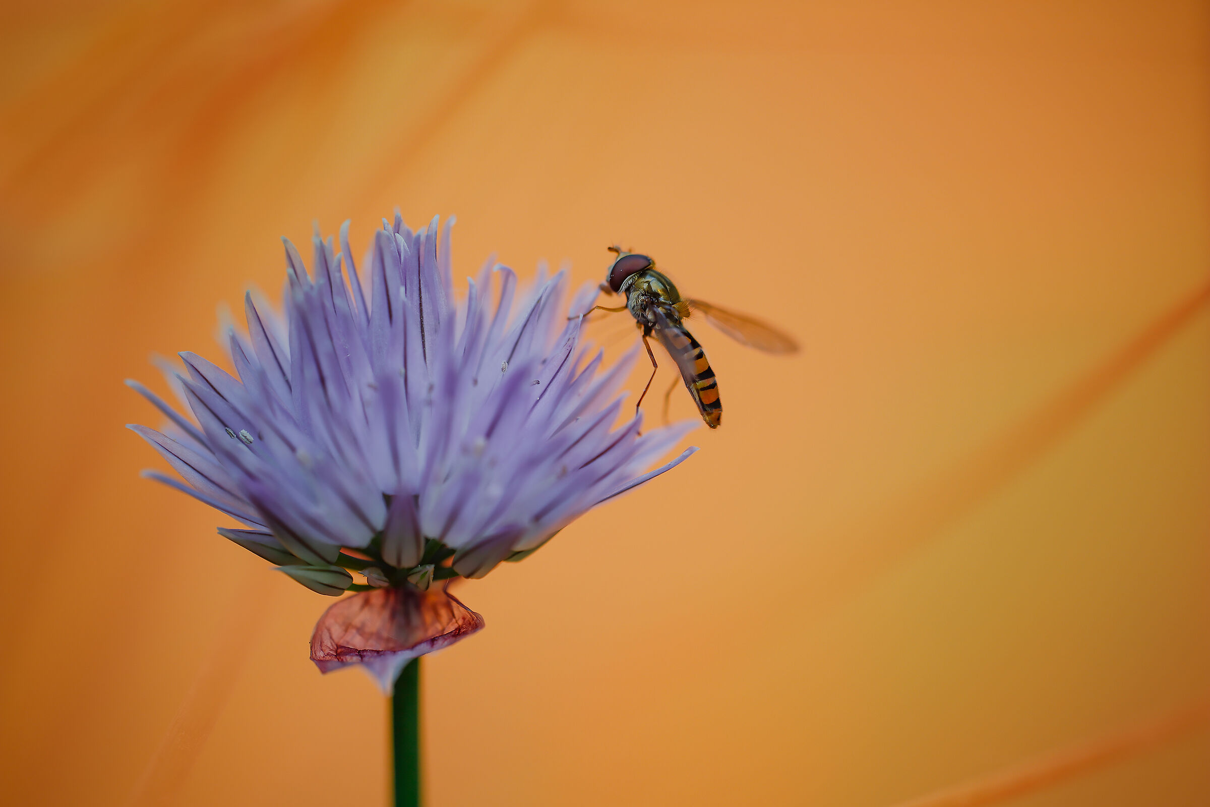 Impollinazione su fiore di "Allium schoenoprasum"