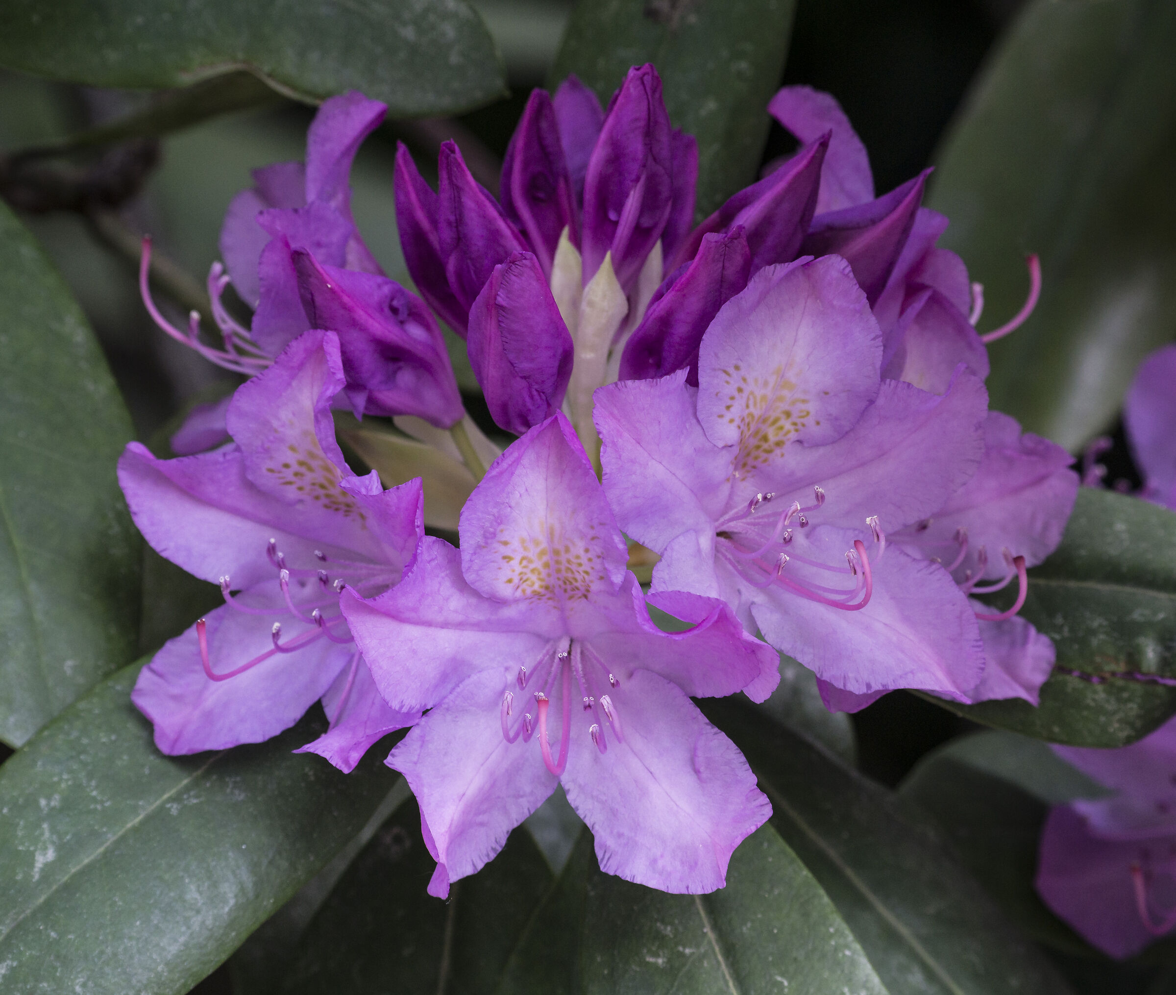 Rhododendrons - 34