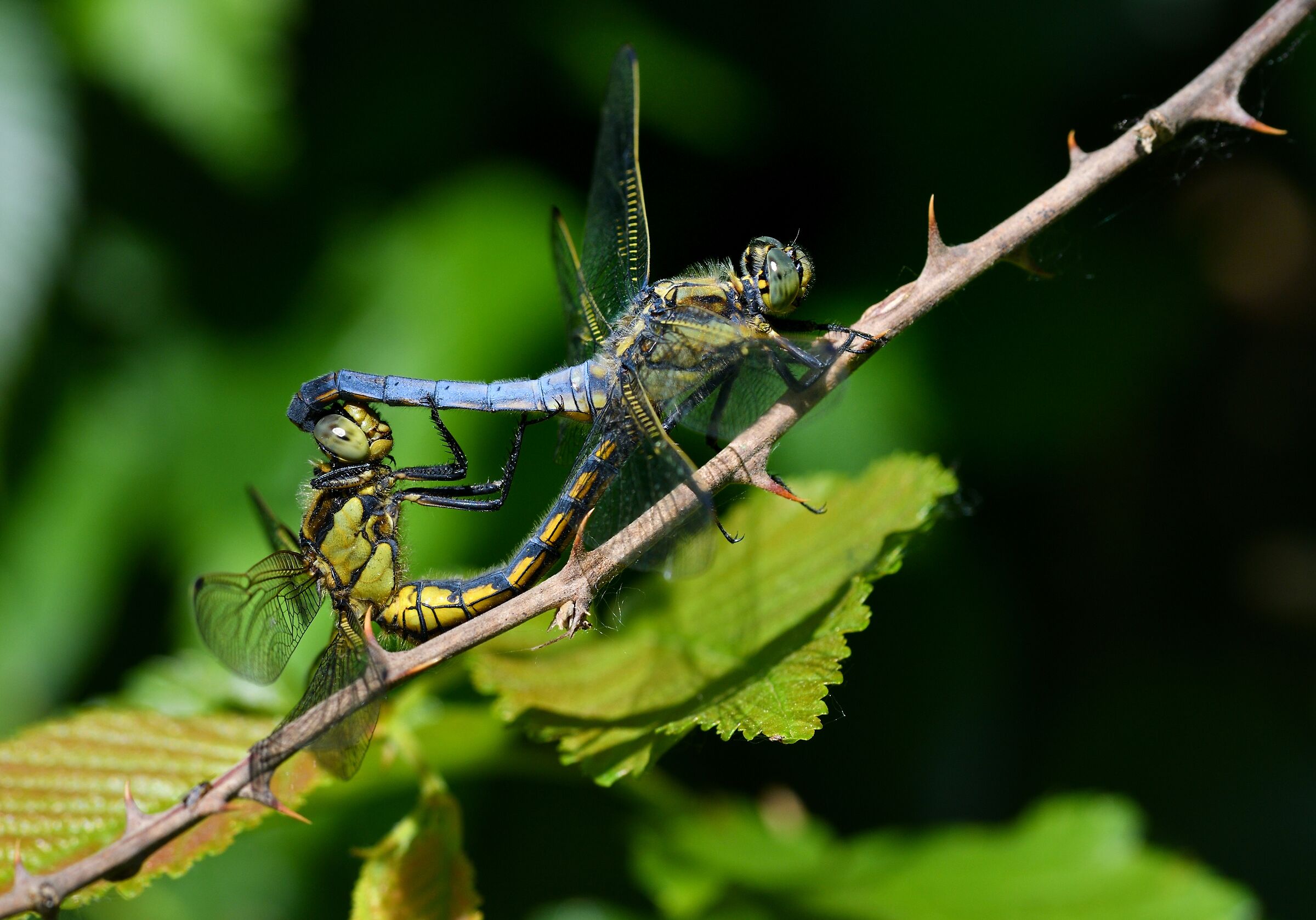 orthetrum cancellatum in Love...