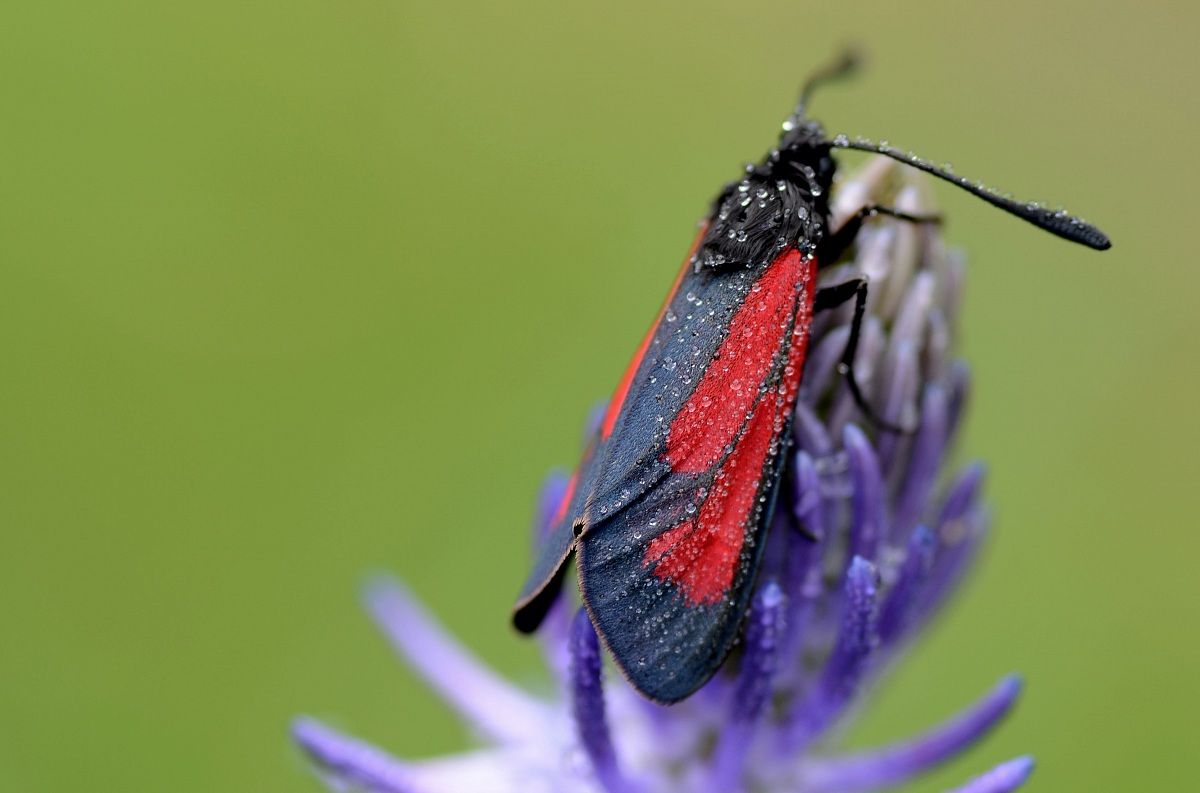 Zygaena filipendulae