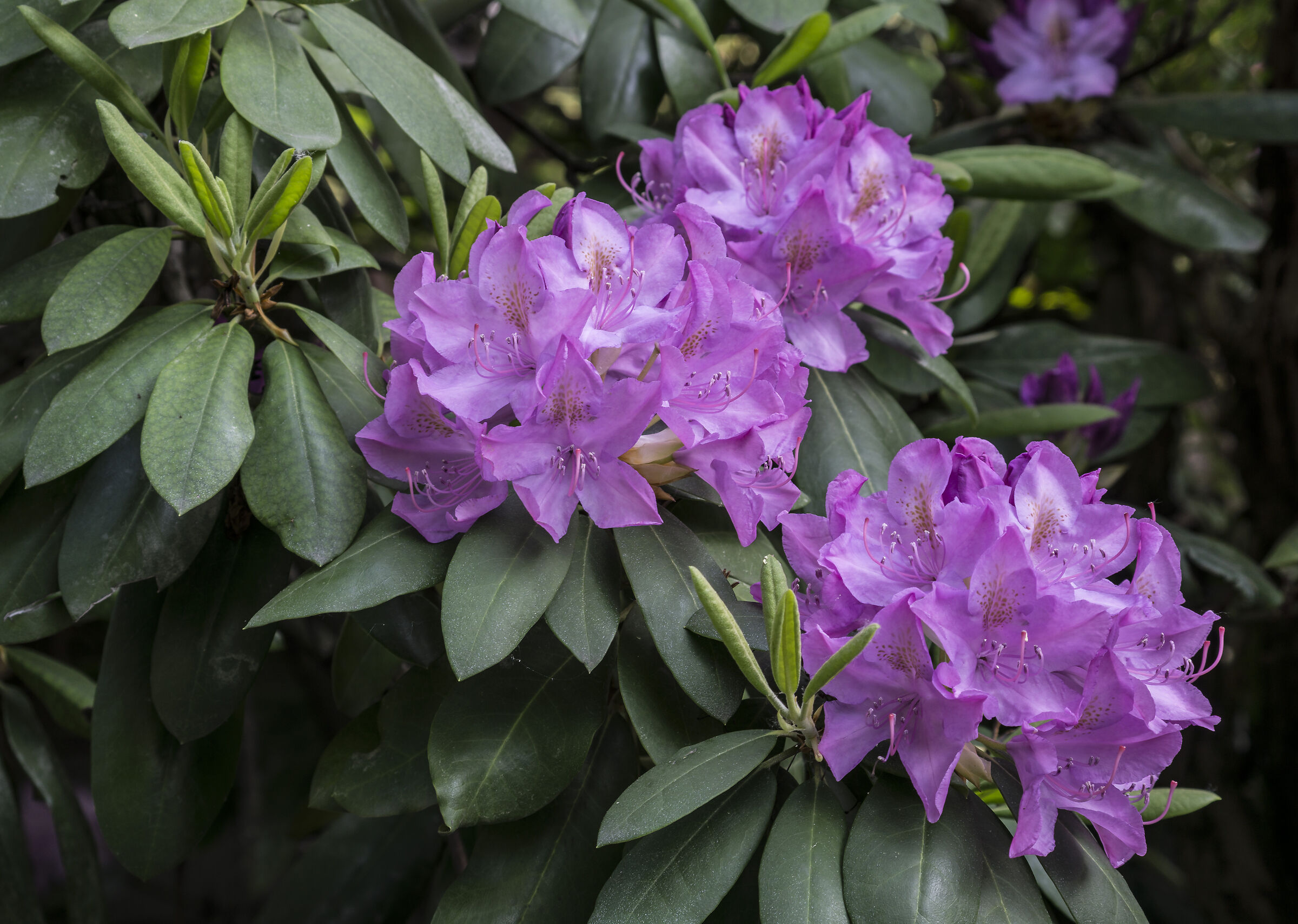 Rhododendron Catawbiense - 35