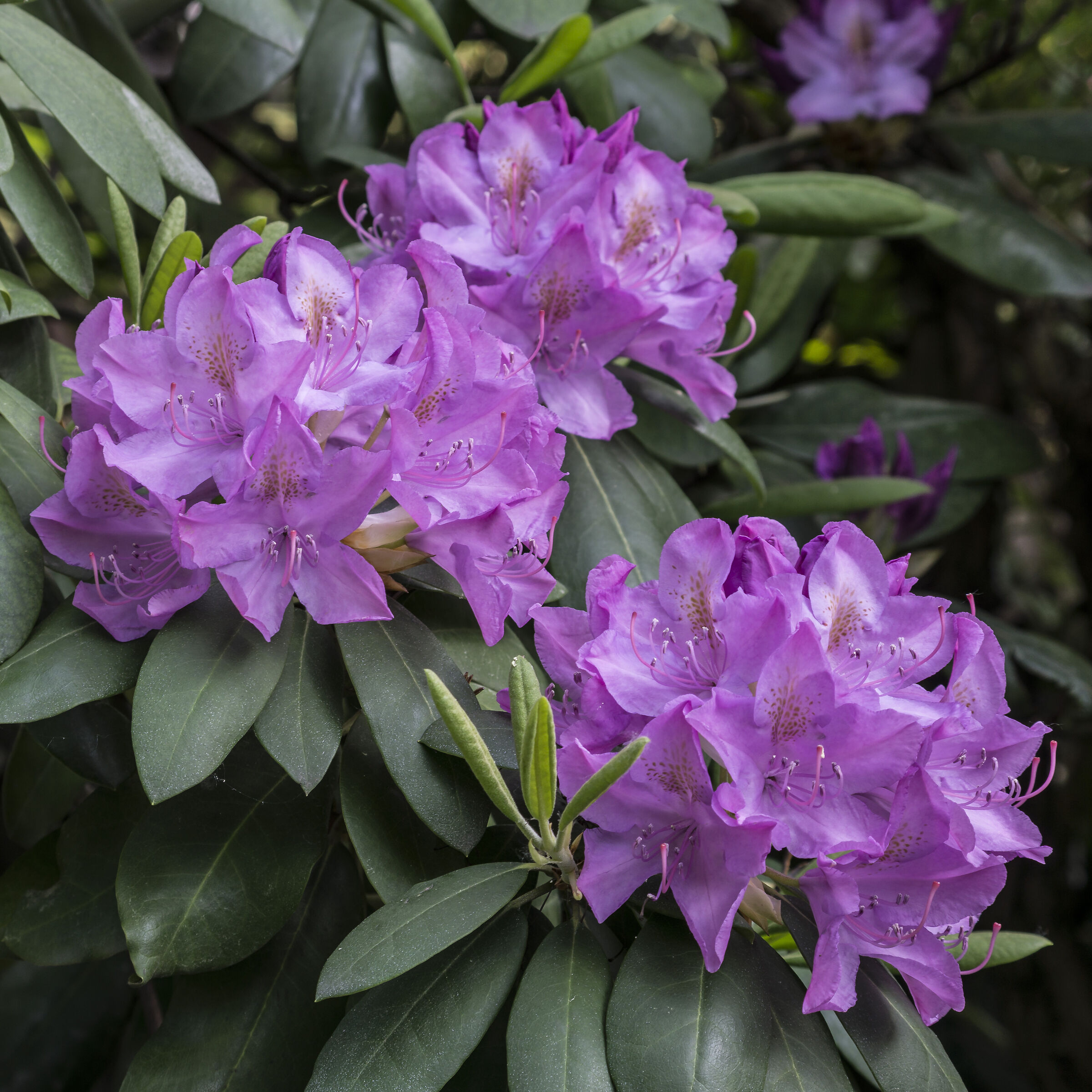 Rhododendron Catawbiense - 36