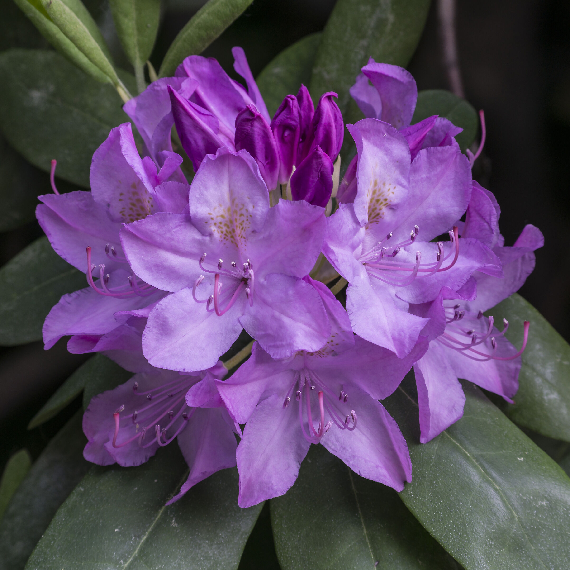 Rhododendron Catawbiense - 37