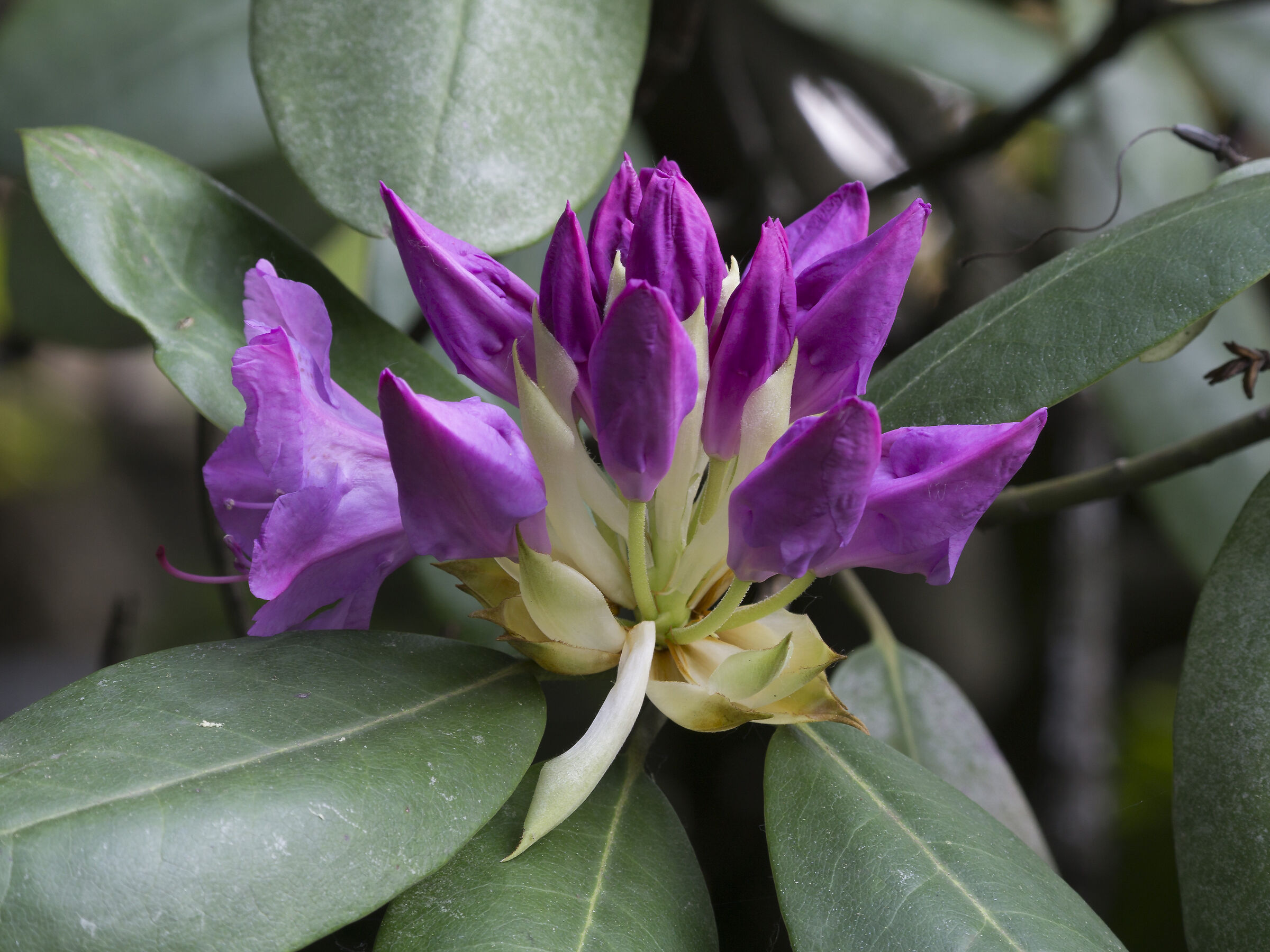 Rhododendron Catawbiense - 38