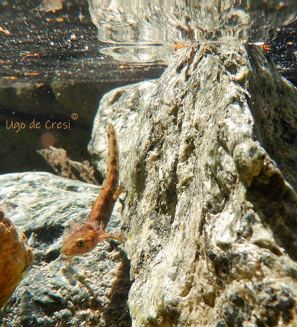 Salamandra salamandra