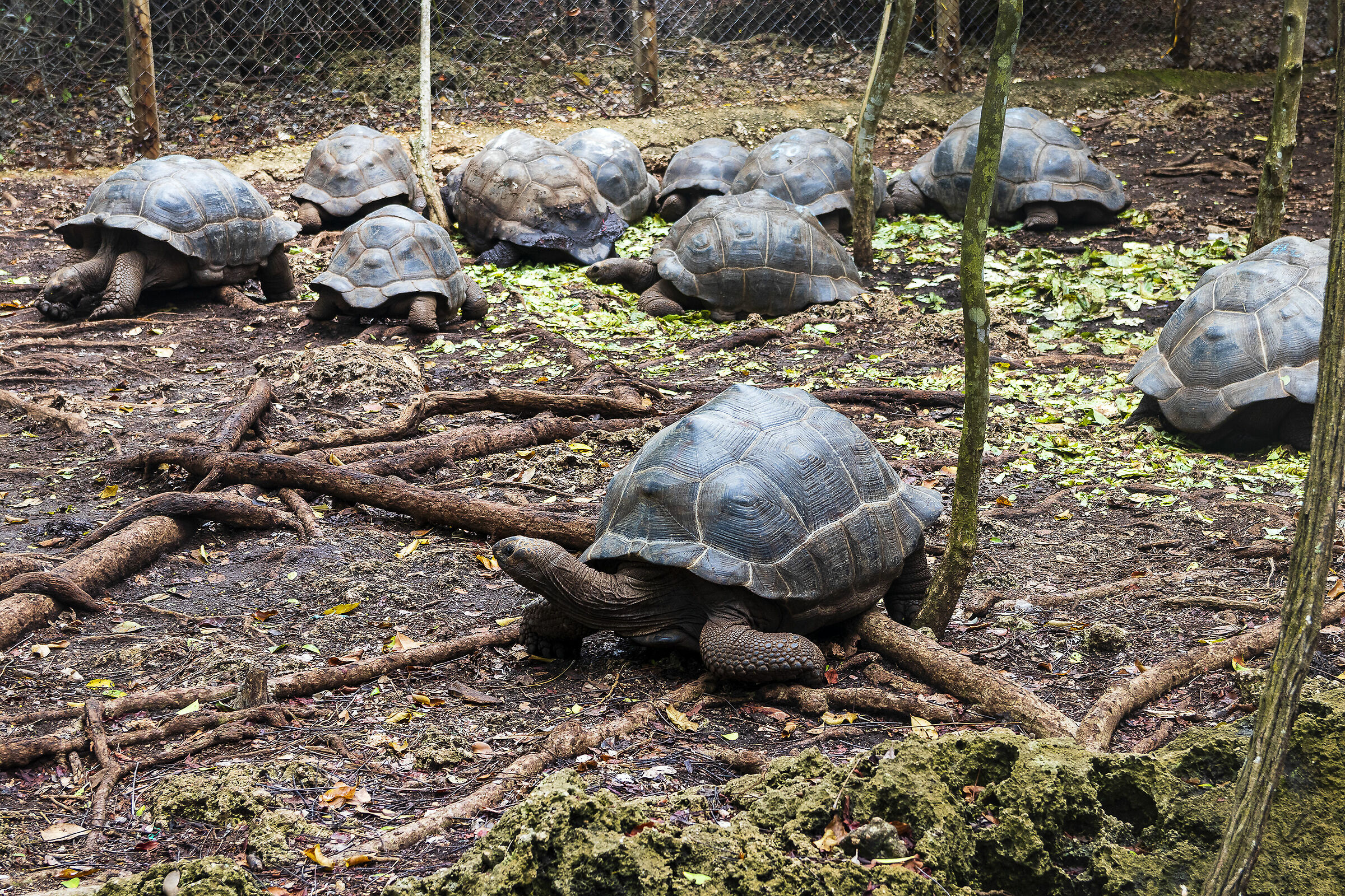 Giant Tortos on Prison Island