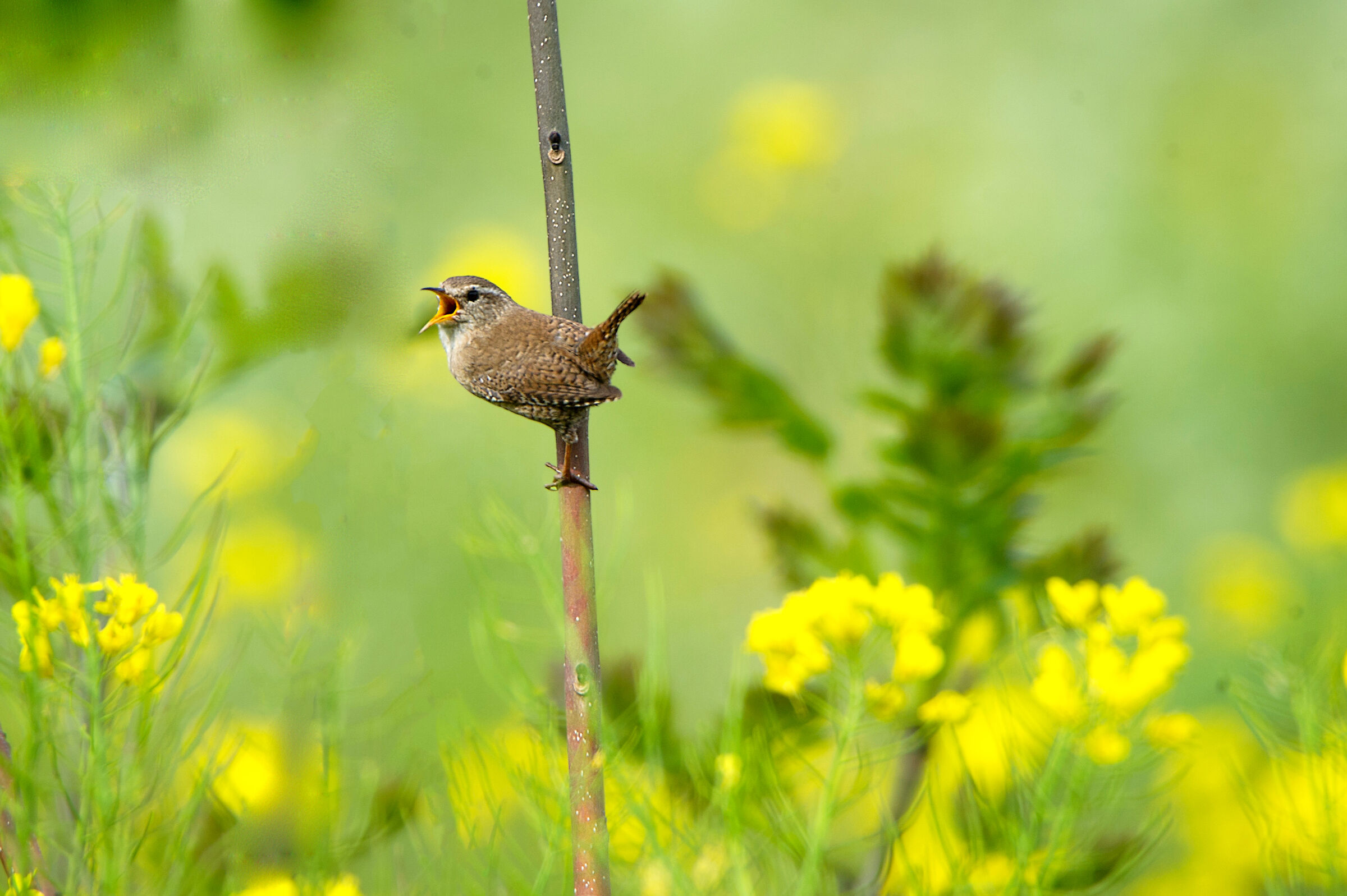 Scricciolo in giallo