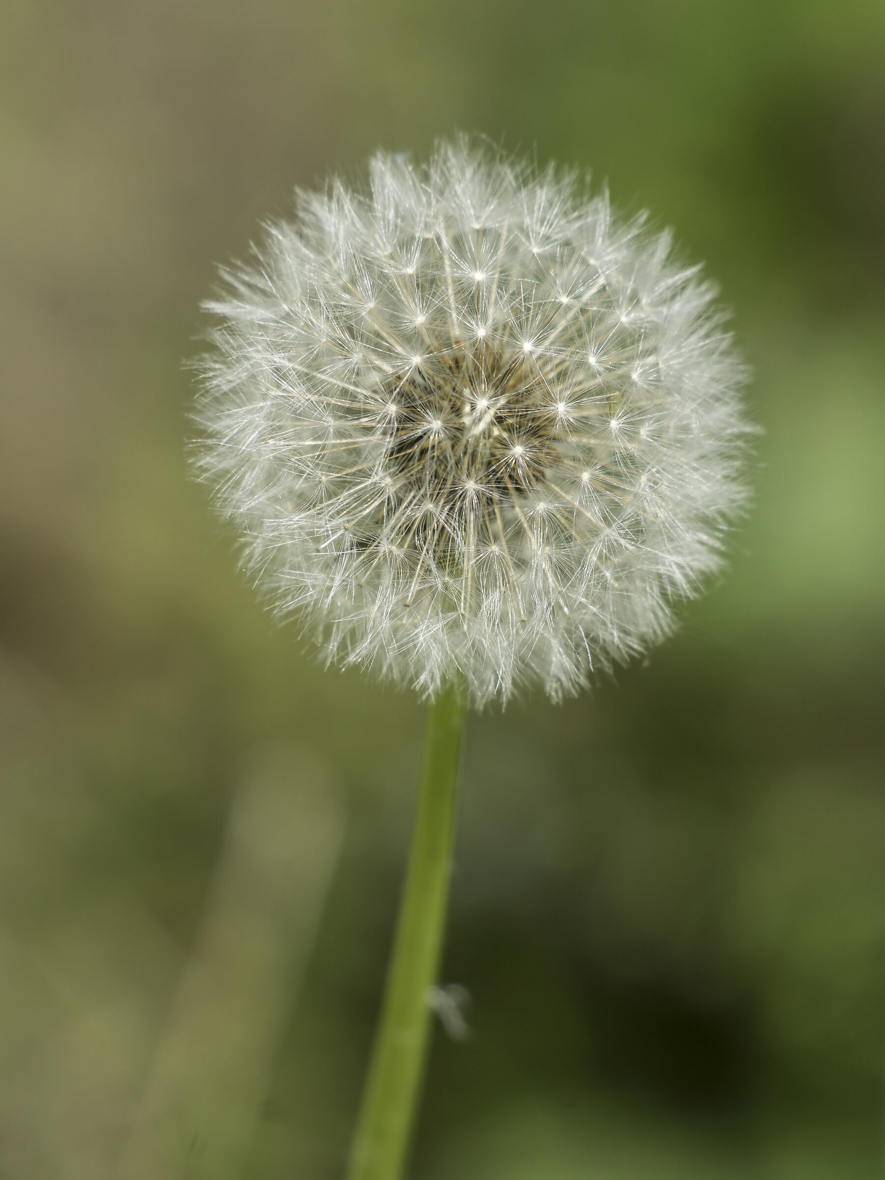 Tarassaco o Dente di Leone (o Soffione) - 19