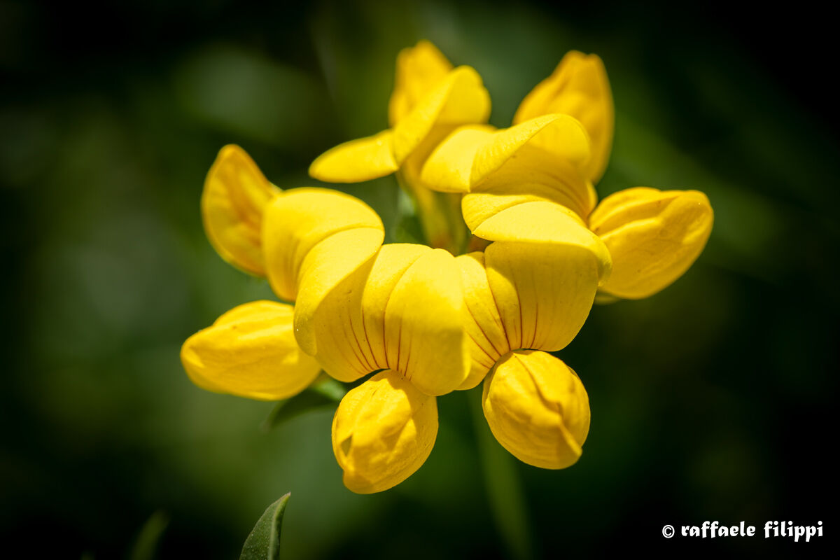 Lotus corniculatus, ginestrino